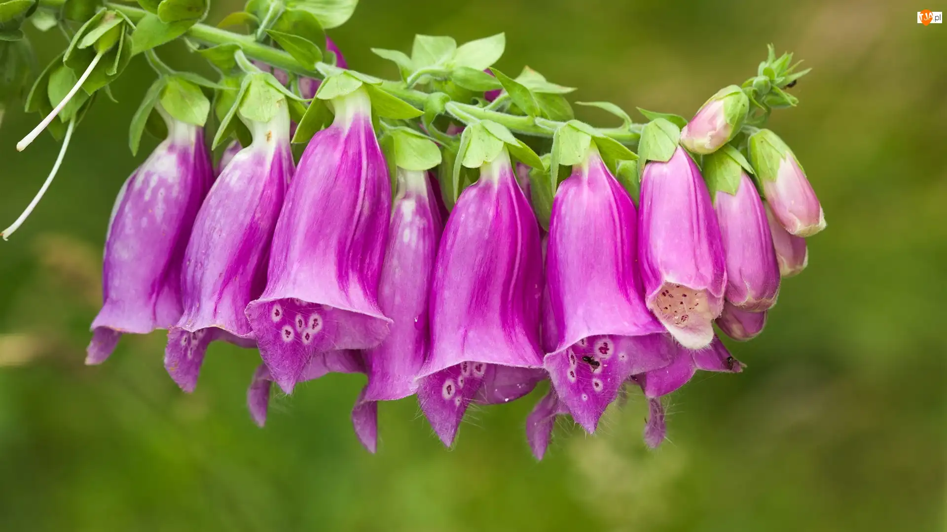 Kwiat, Naparstnica purpurowa, Różowy