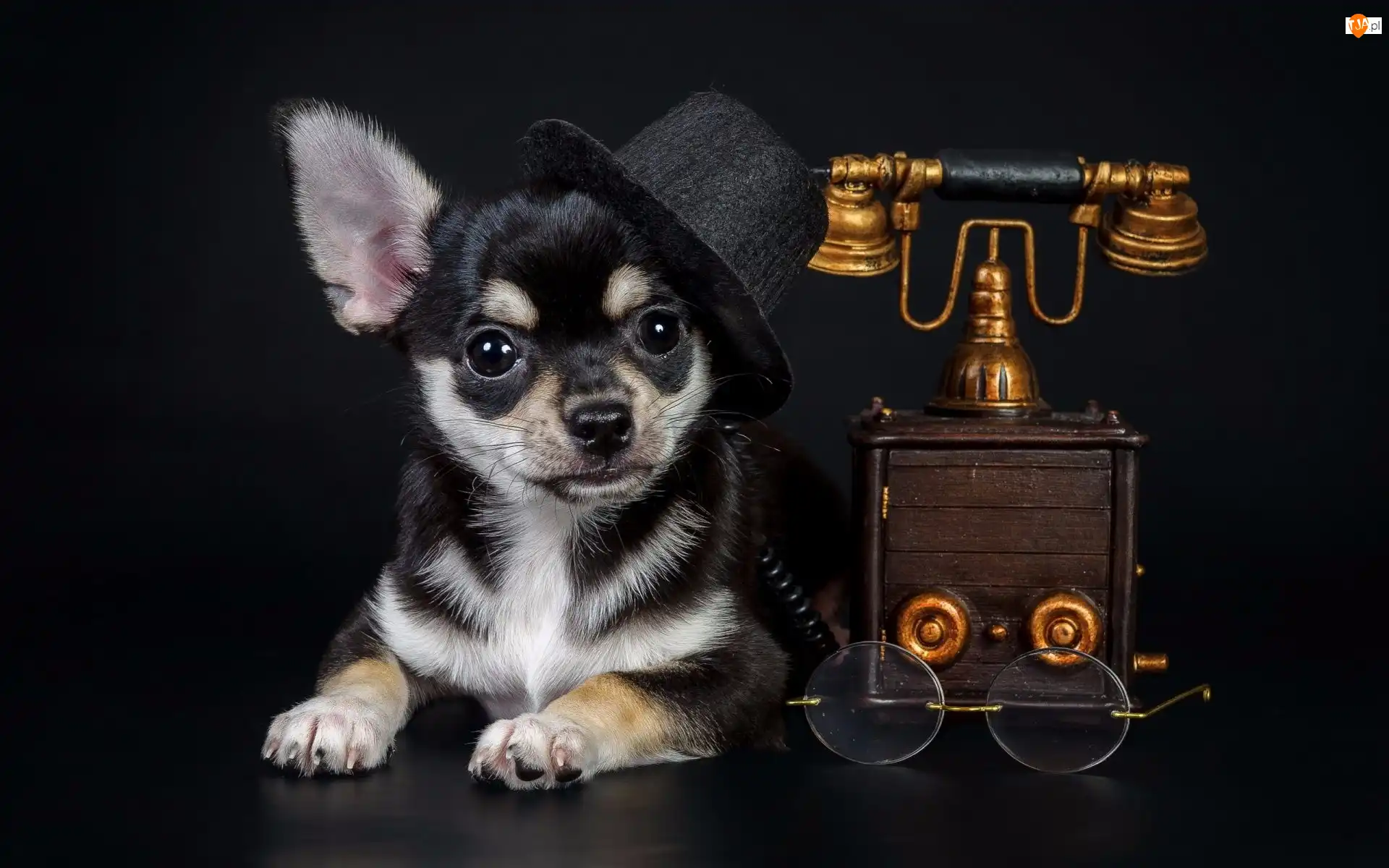 Chihuahua, Kapelusz, Tło ciemne, Pies, Okulary, Telefon, Melonik