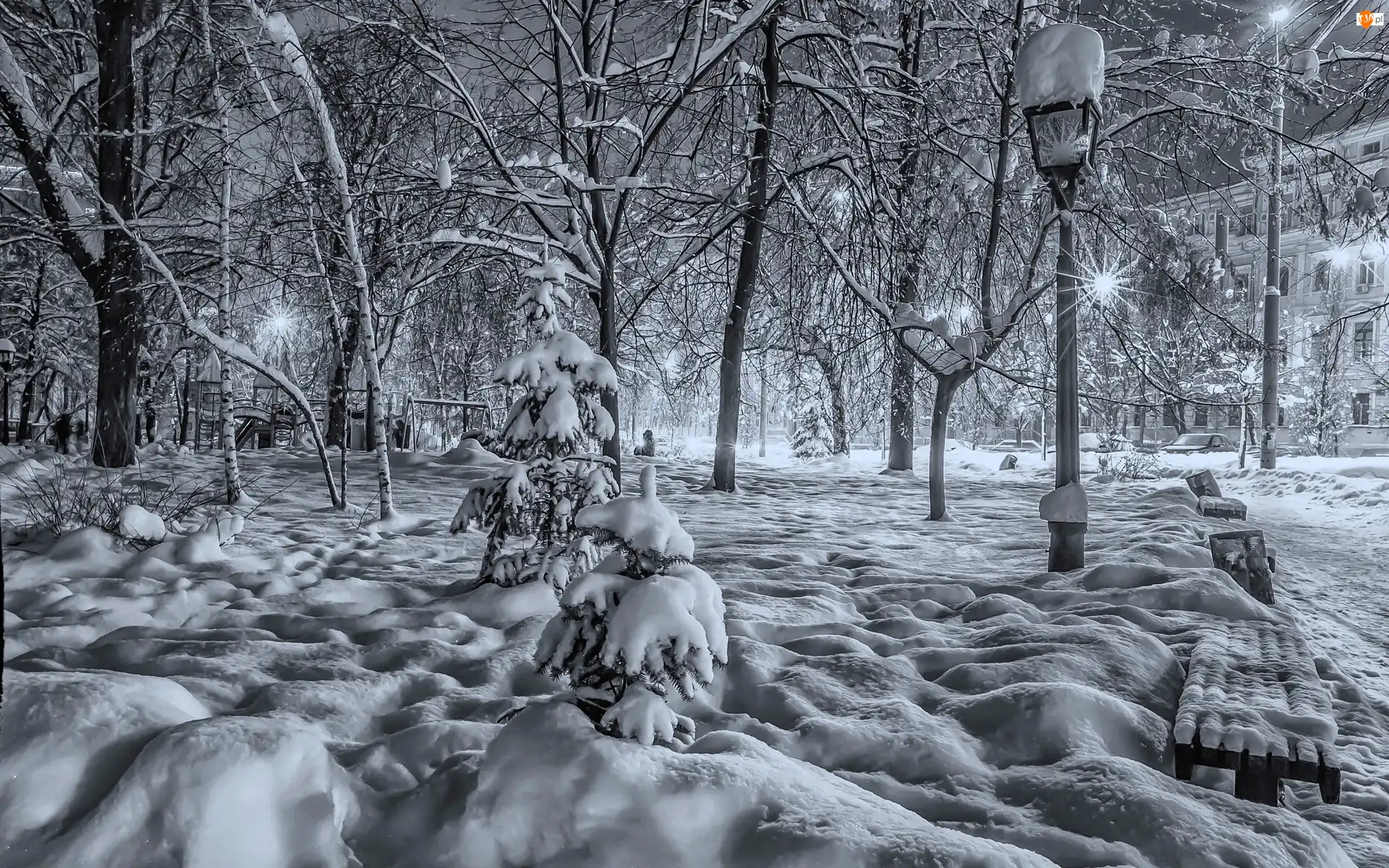 Park, Białe, Śnieg, Zima, Czarno