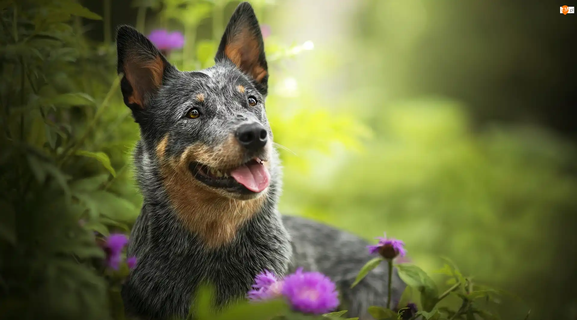 Mordka, Rośliny, Australian cattle dog, Pies, Kwiaty