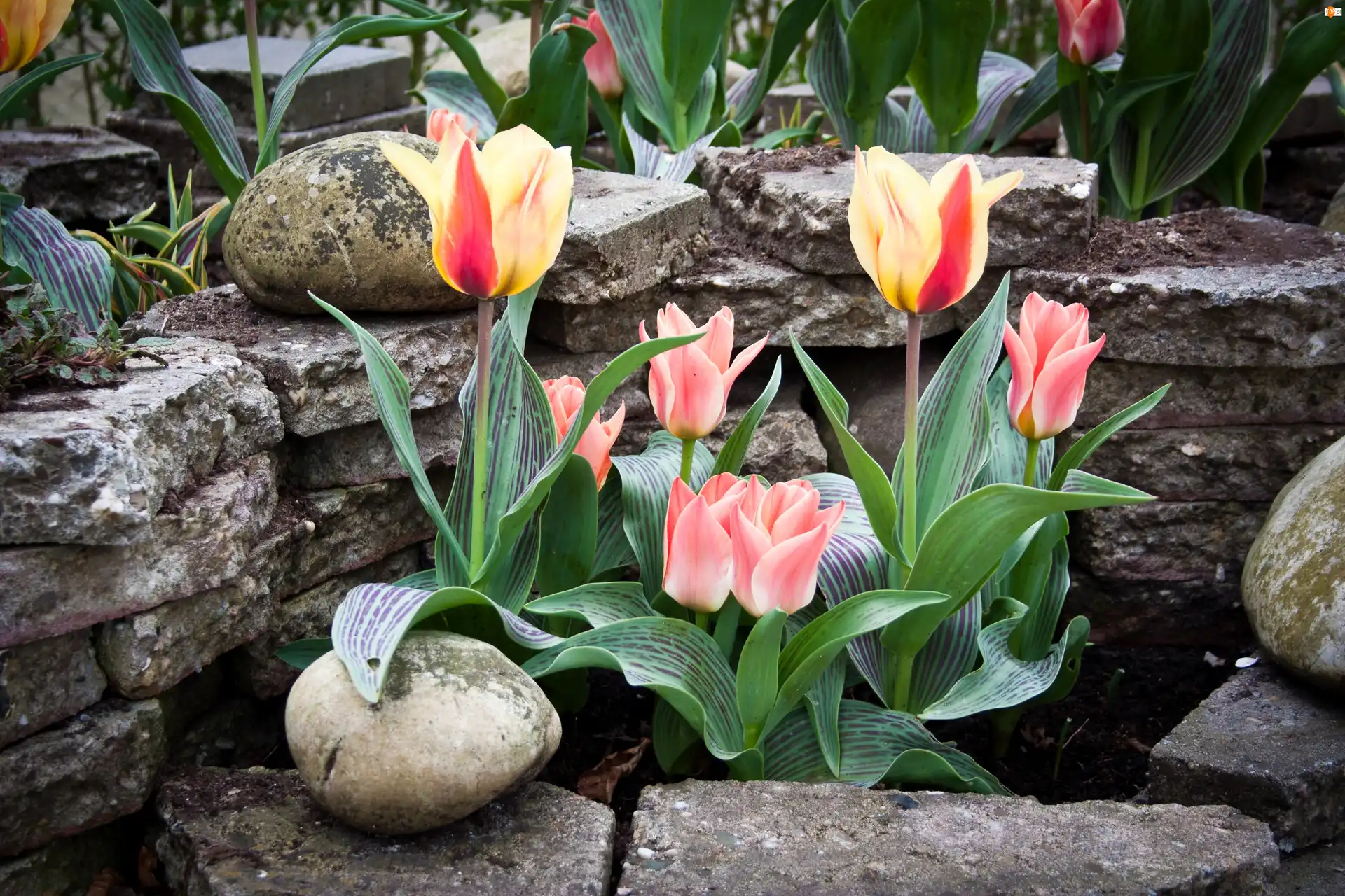Kamienie, Tulipany, Ogród