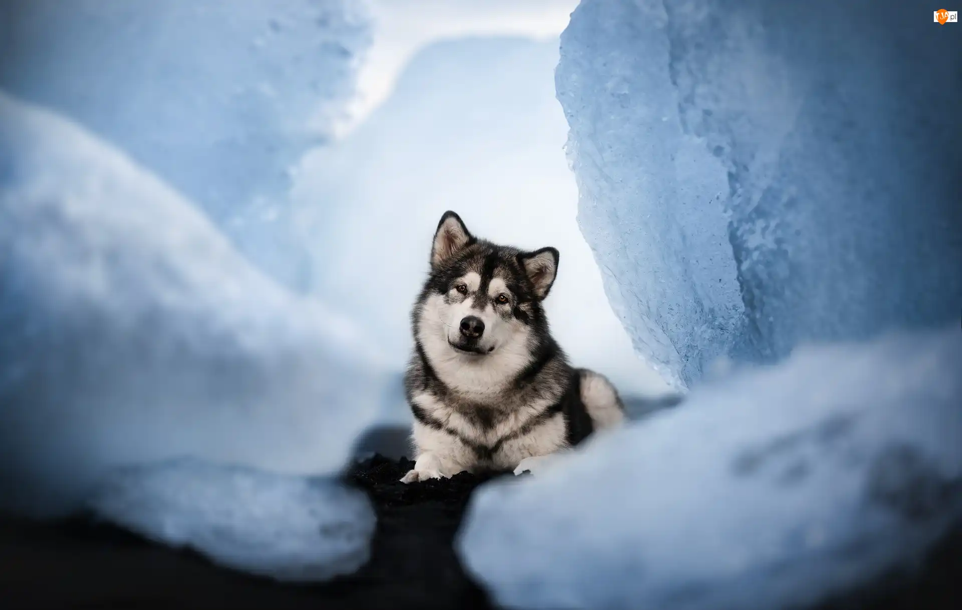 Spojrzenie, Pies, Alaskan malamute
