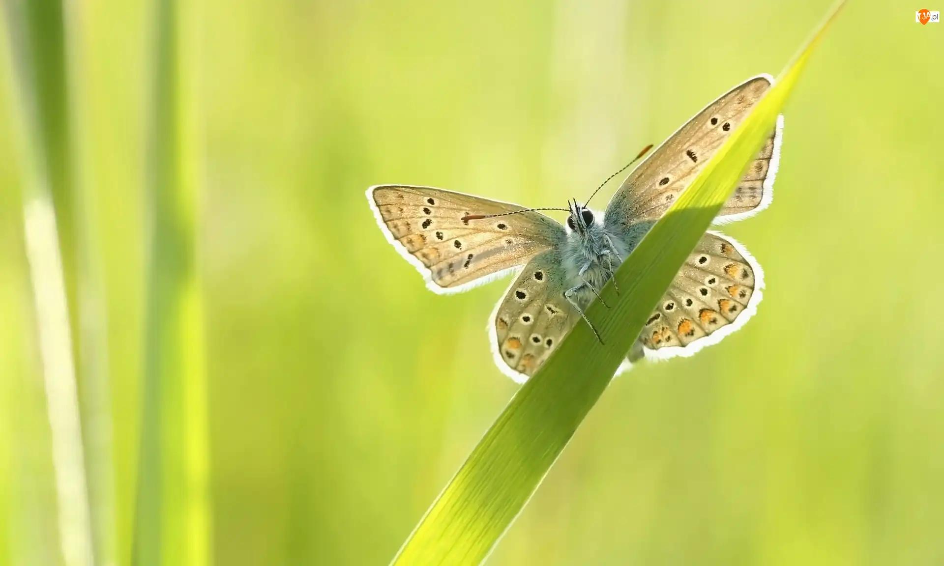 Modraszek ikar, Motyl, Źdźbło, Trawy