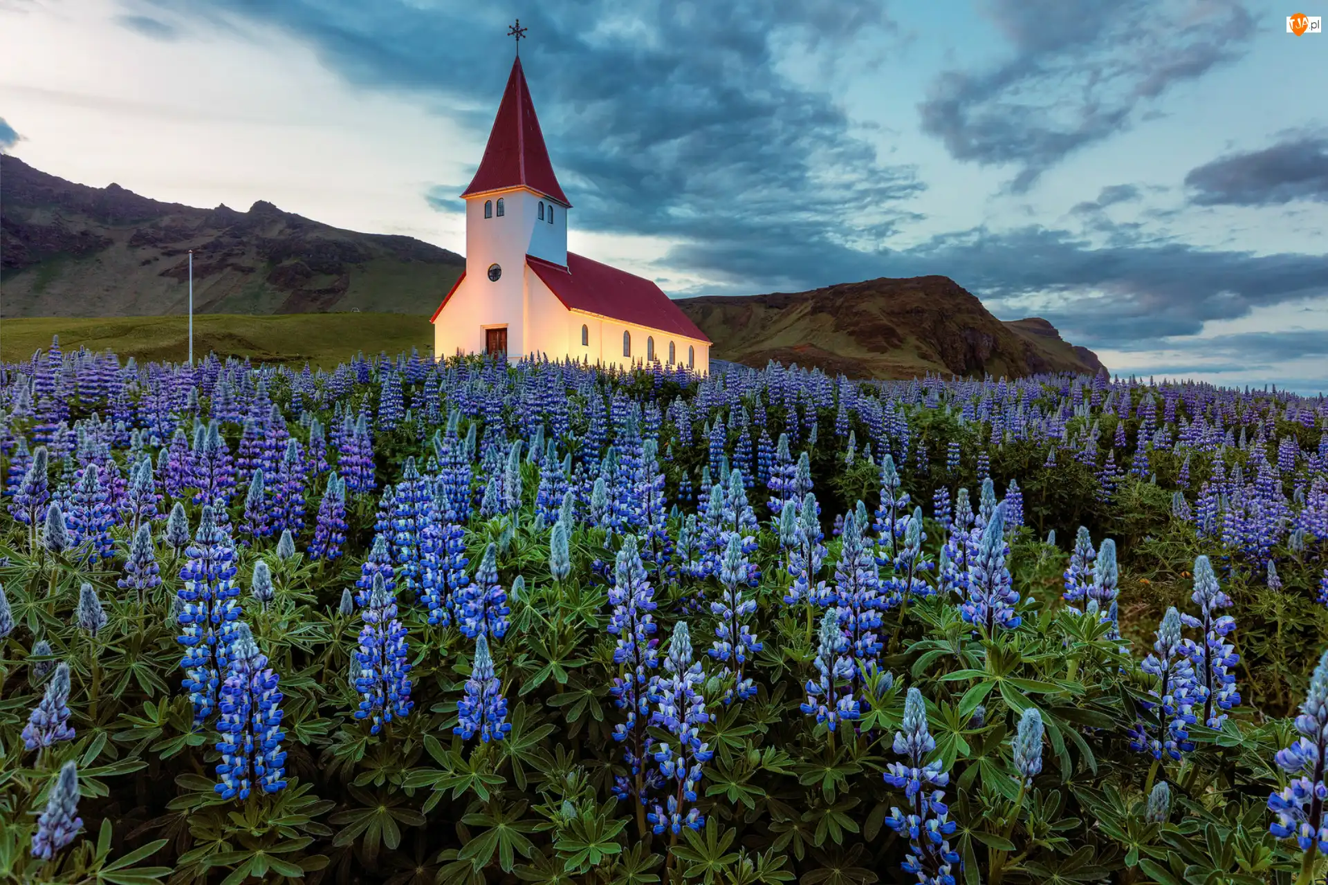 Łąka, Łubin, Islandia, Kościół, Gmina Myrdalshreppur, Miejscowość Vik i Myrdal, Góry