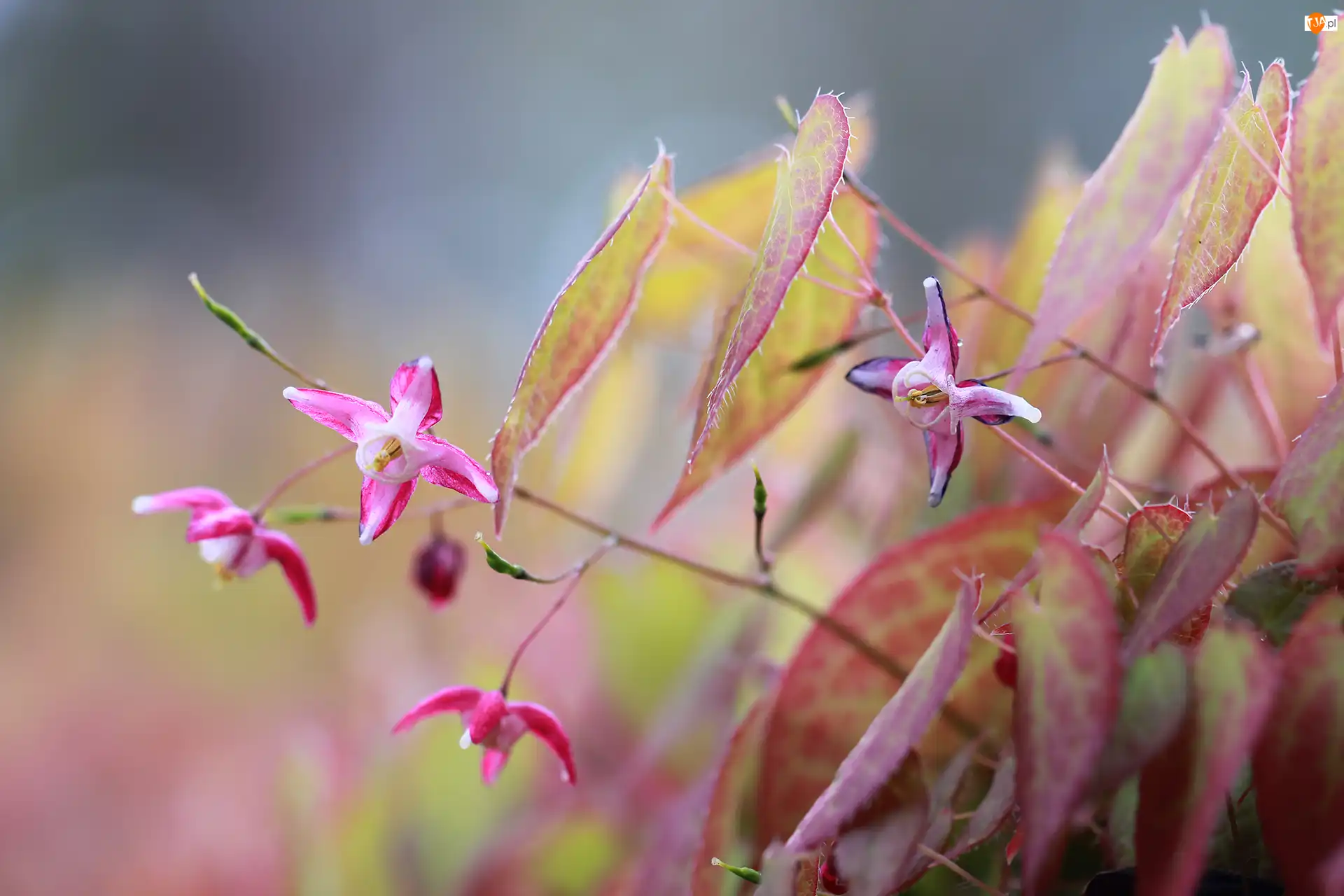 Kwiaty, Epimedium, Różowe