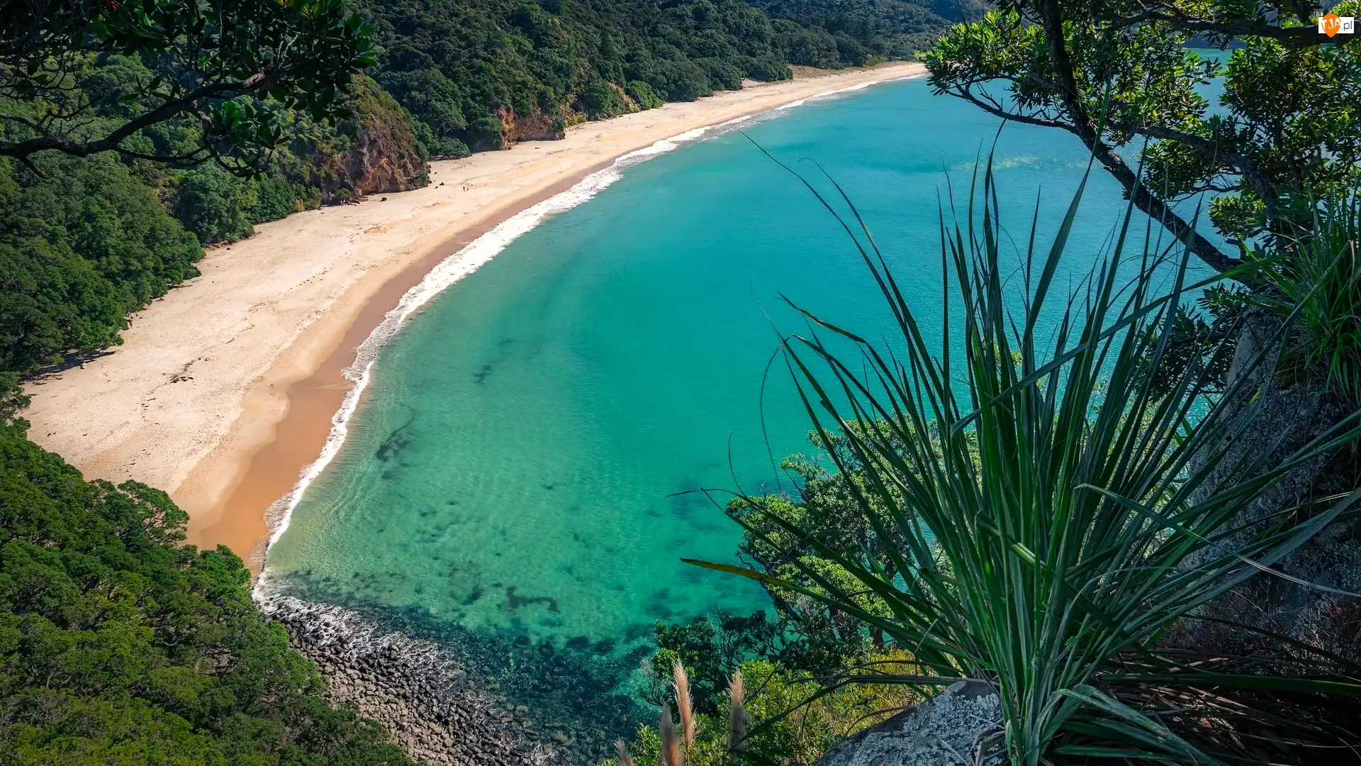 Rośliny, Plaża, Zatoka, Whangapoua, New Chums Beach, Wainuiototo Bay, Nowa Zelandia, Wybrzeże
