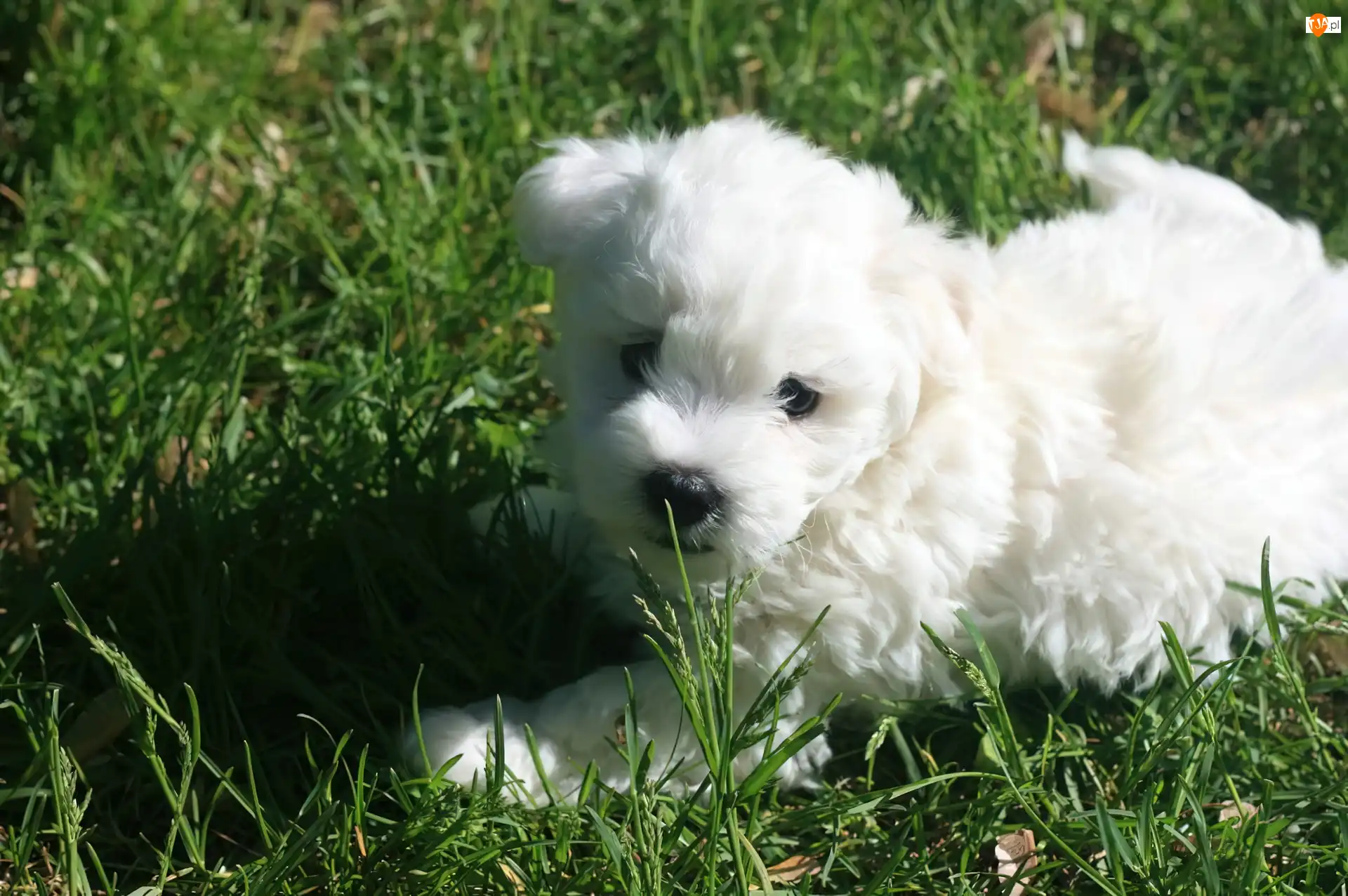 Coton de Tulear, Biały