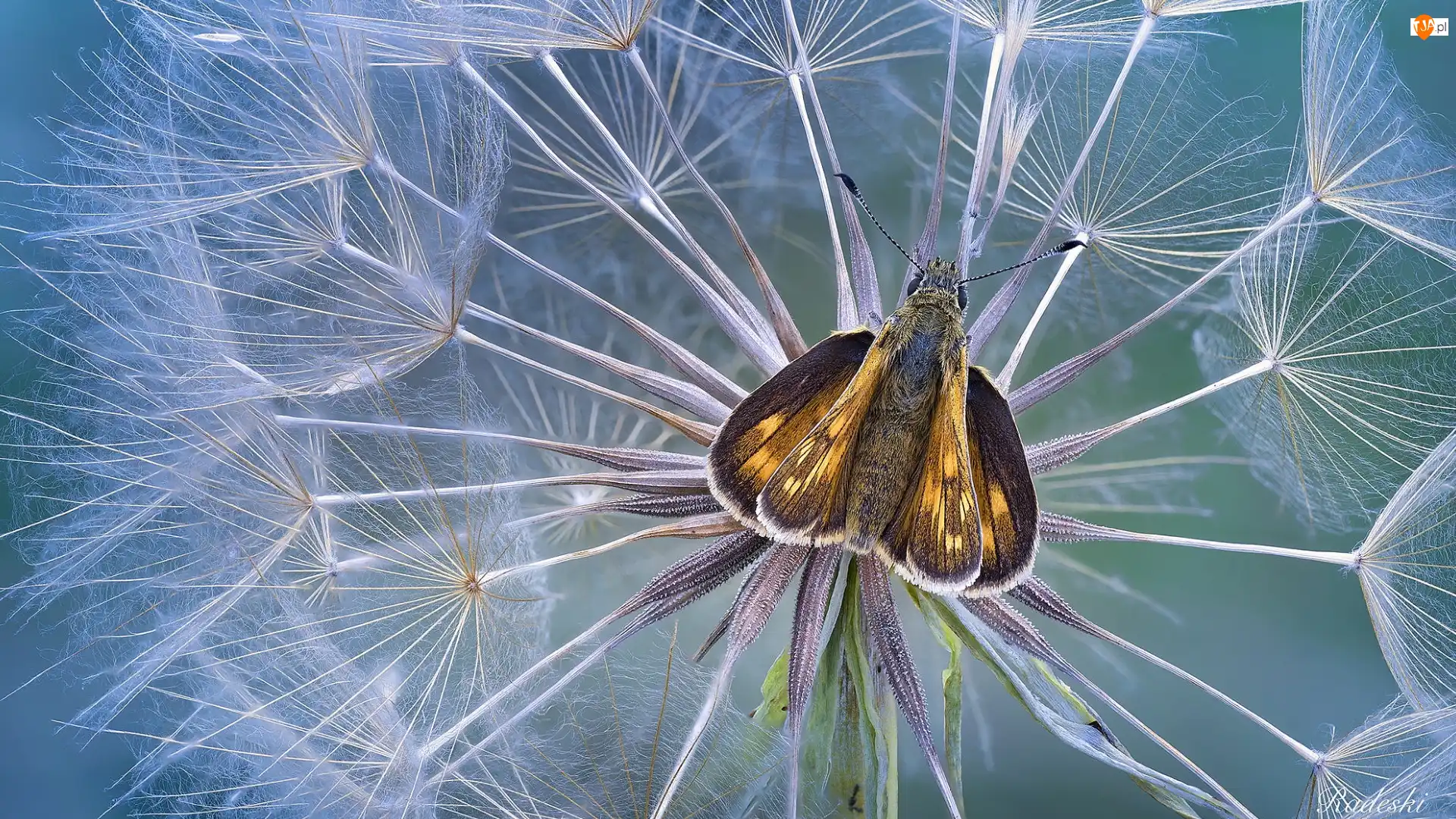 Motyl, Dmuchawiec, Niełupki