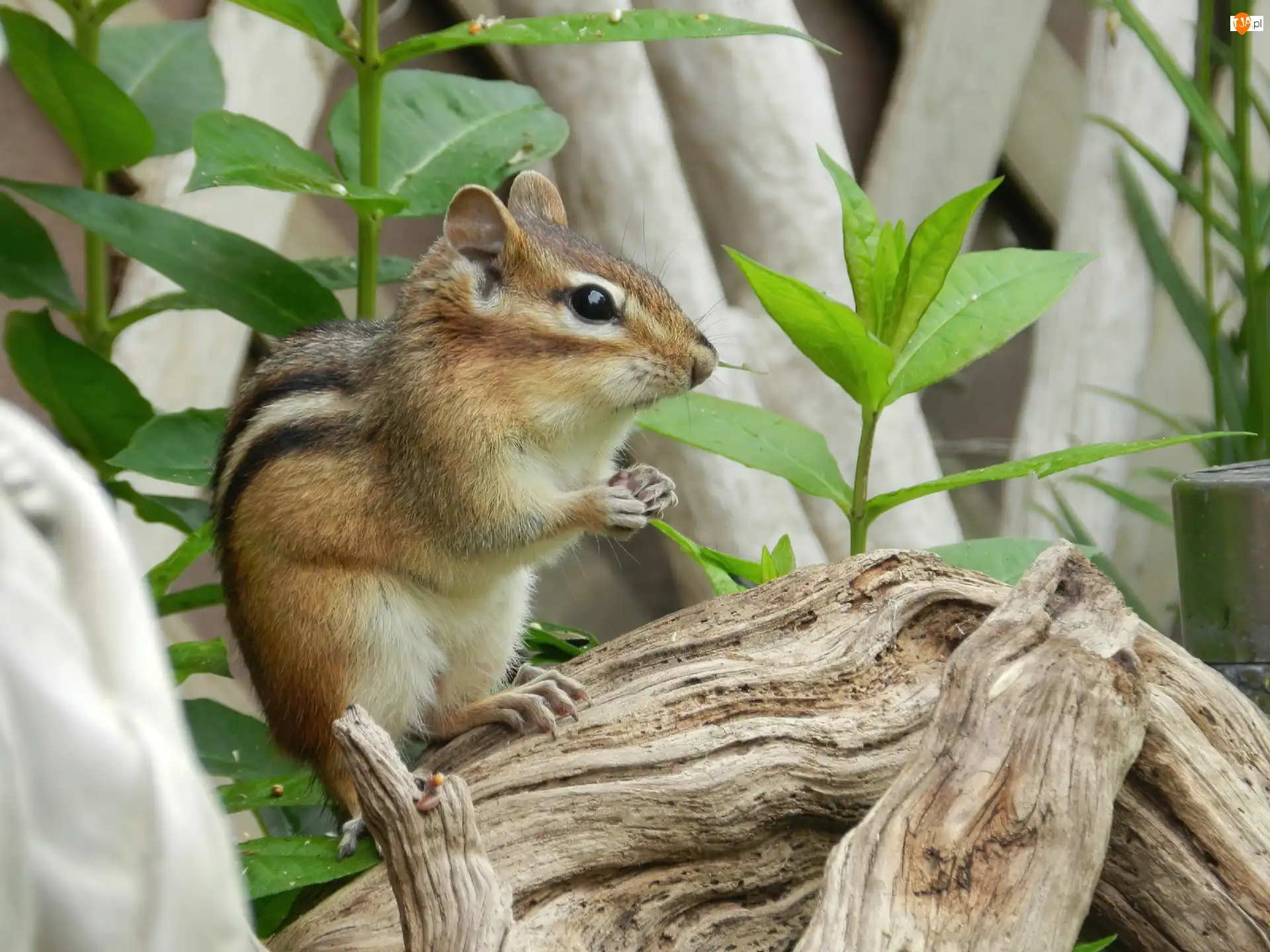 Roślinki, Chipmunk, Konar