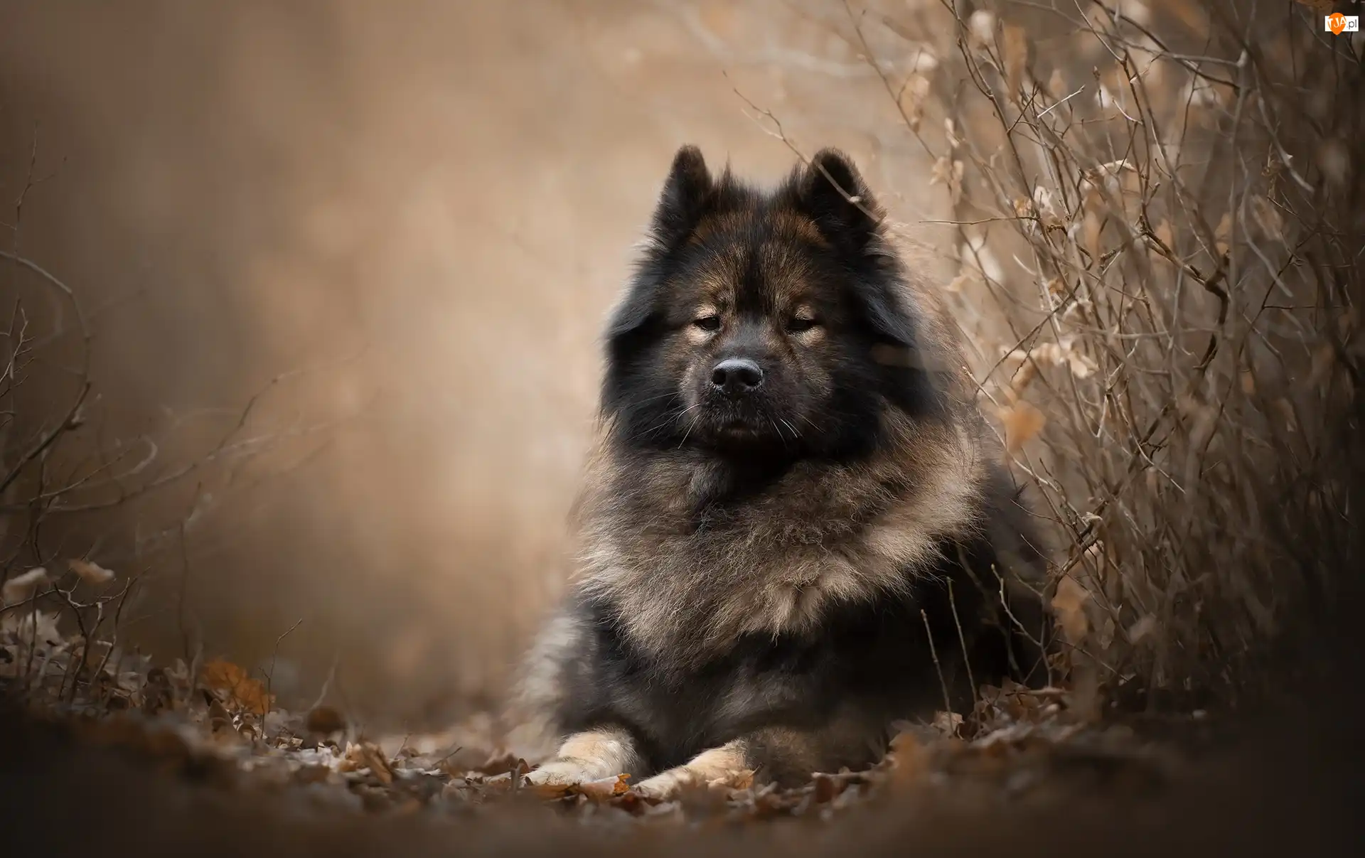 Szpic, Gałązki, Pies, Leżący, Eurasier