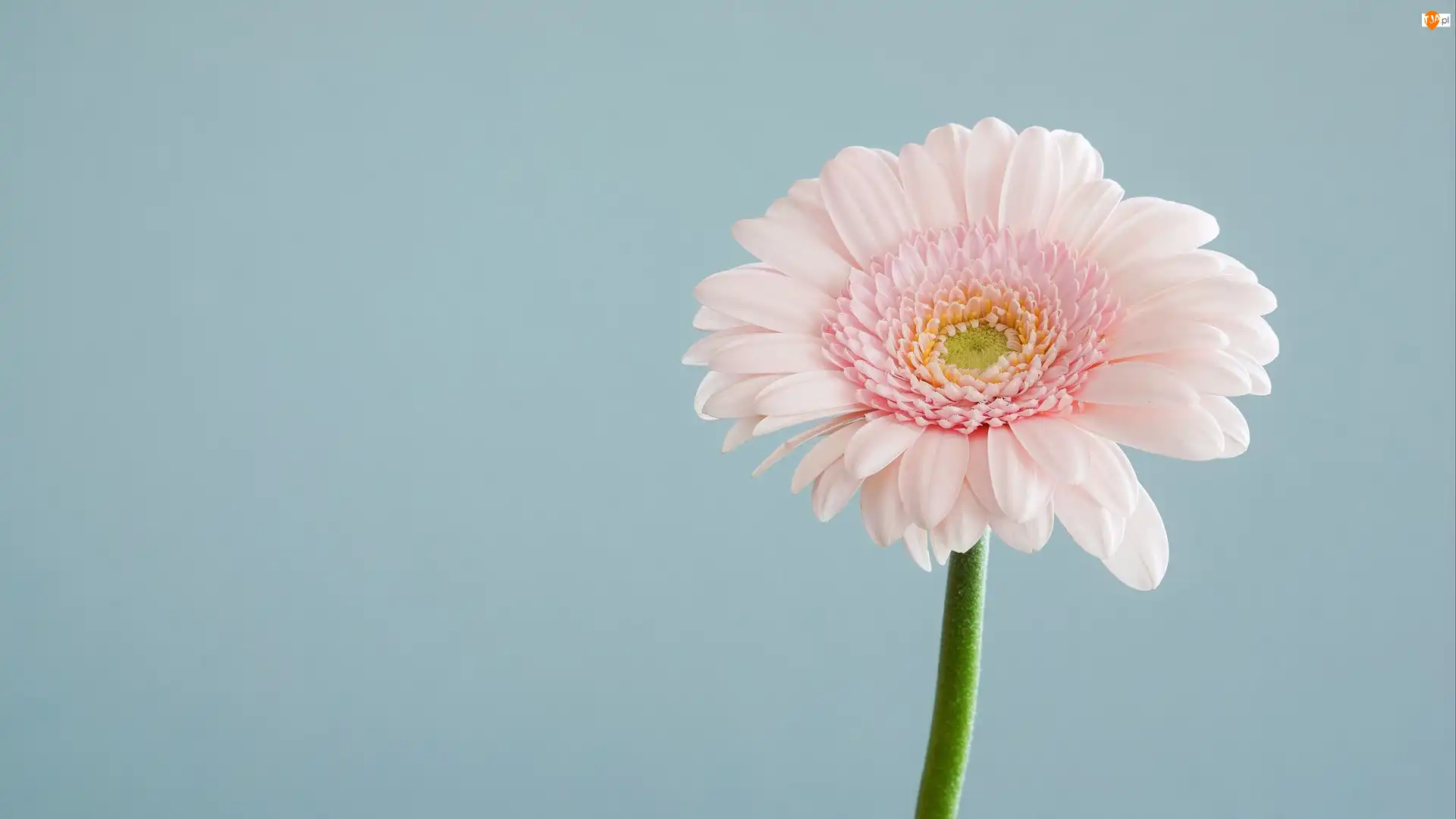 Różowy, Gerbera, Płatki, Kwiat