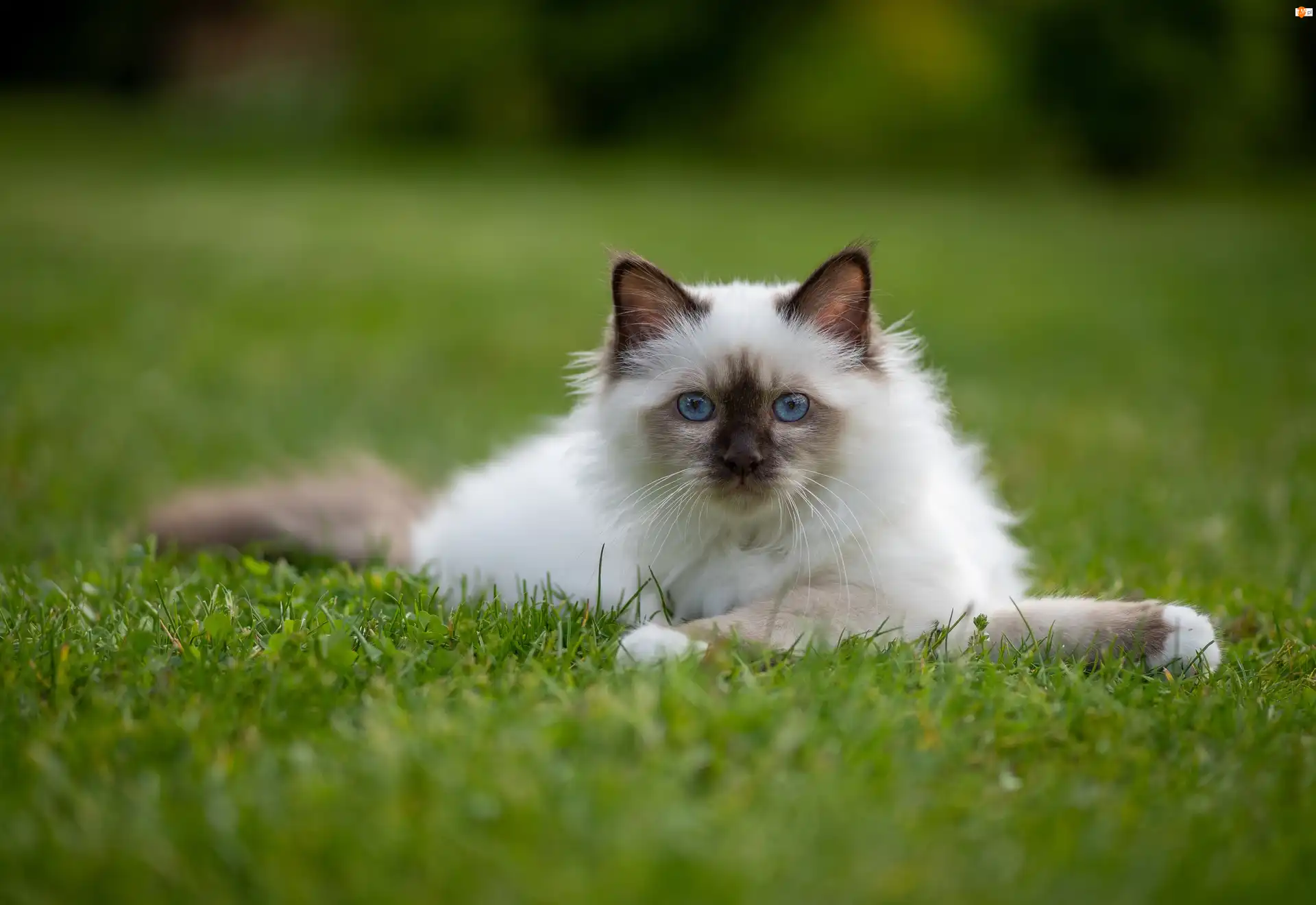 Trawnik, Biało‑szary, Kot ragdoll