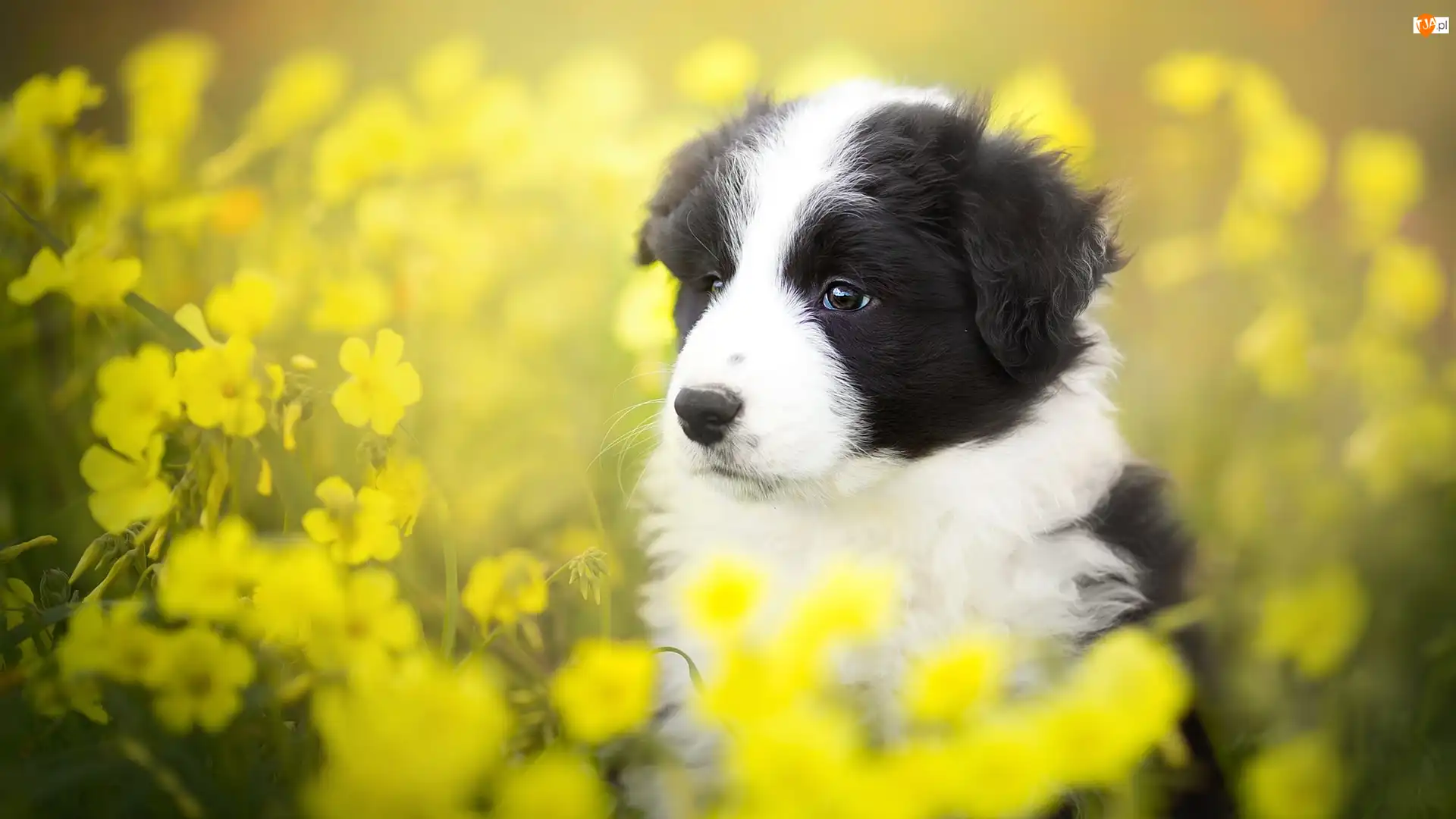 Łąka, Kwiaty, Border collie, Szczeniak, Żółte