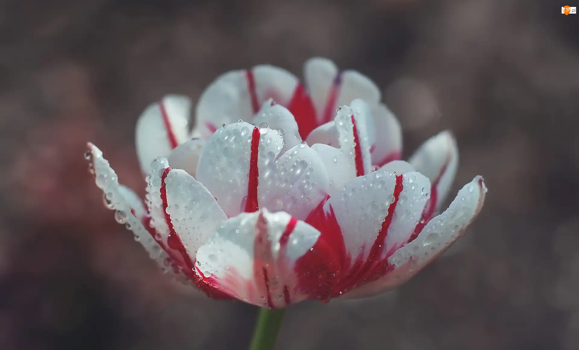 Zbliżenie, Kwiat, Tulipan, Krople