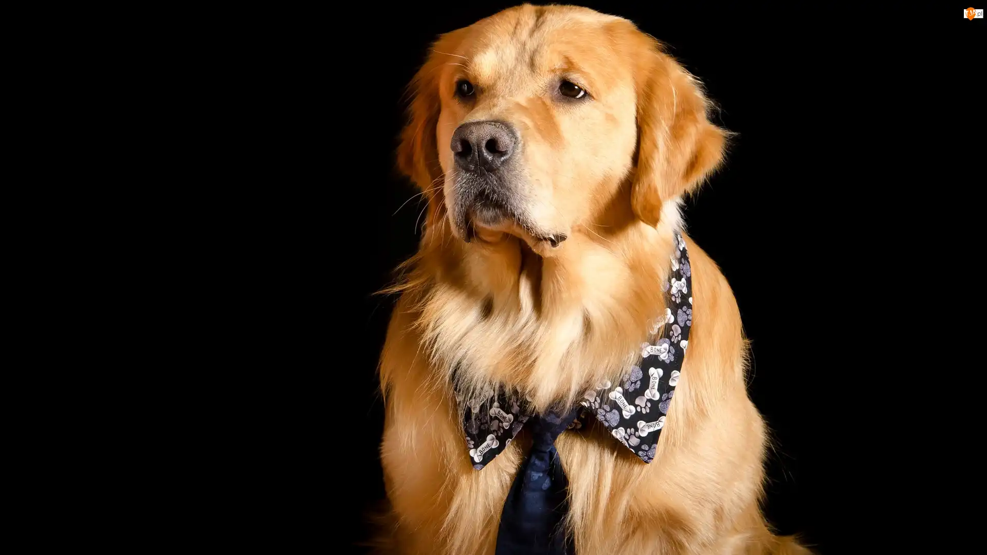 Golden retriever, Pies, Kołnierzyk, Tło, Krawat, Ciemne