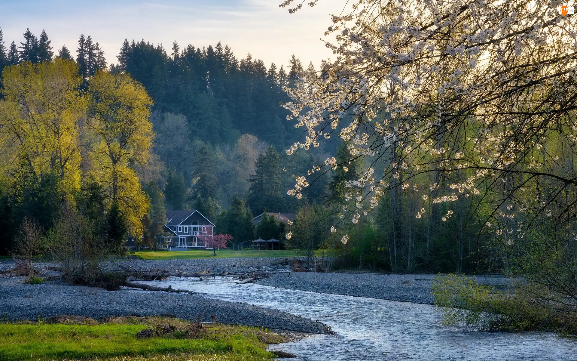 Wiosna, Rzeka Cedar River, Dom, Stan Waszyngton, Maple Valley, Drzewa, Stany Zjednoczone, Dolina Krzemowa