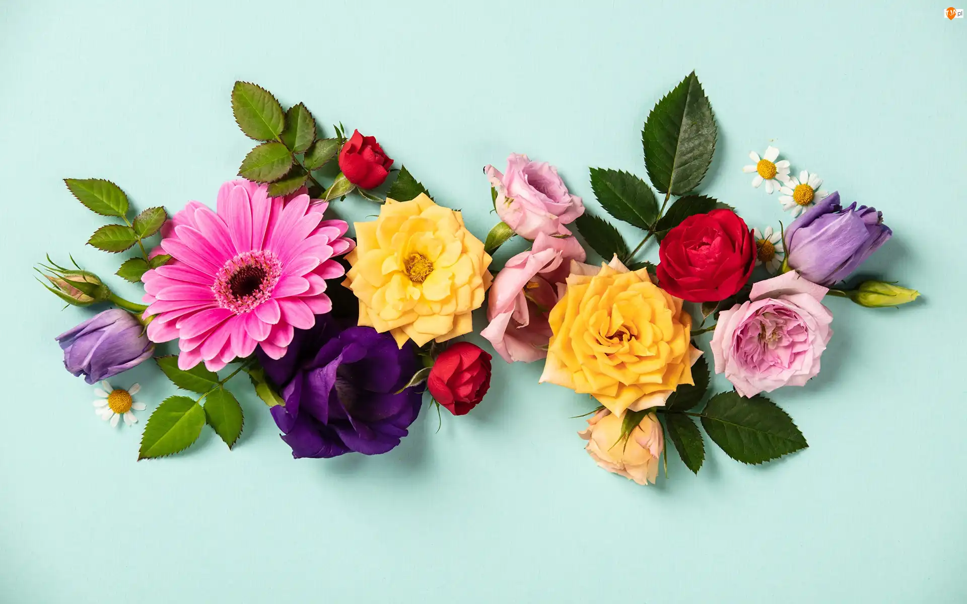 Gerbera, Kwiaty, Róże
