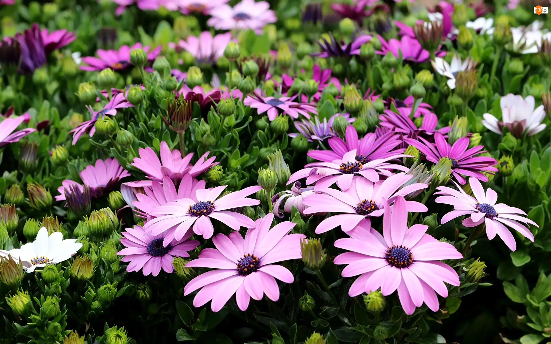 Stokrotki afrykańskie, Fioletowe, Kwiaty, Osteospermum