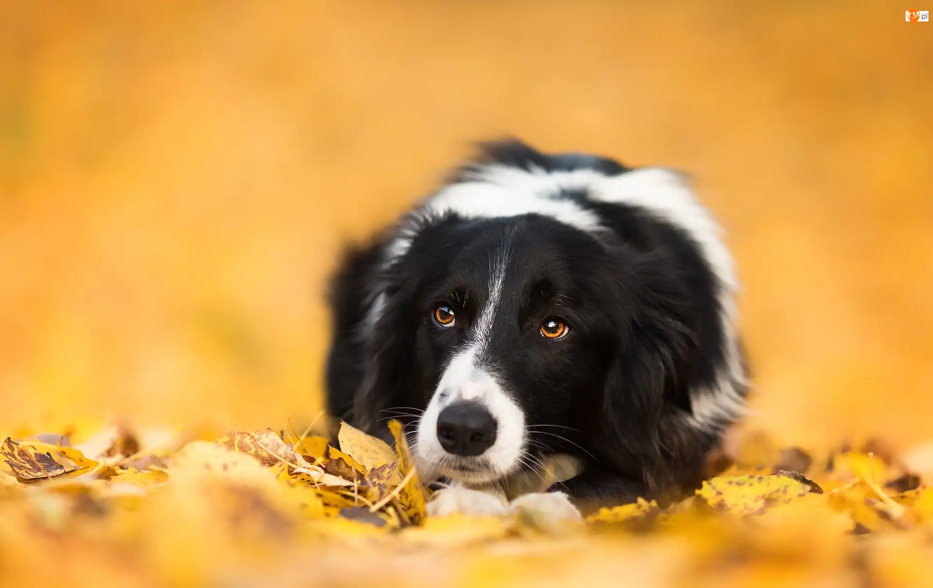 Liście, Leżący, Border collie