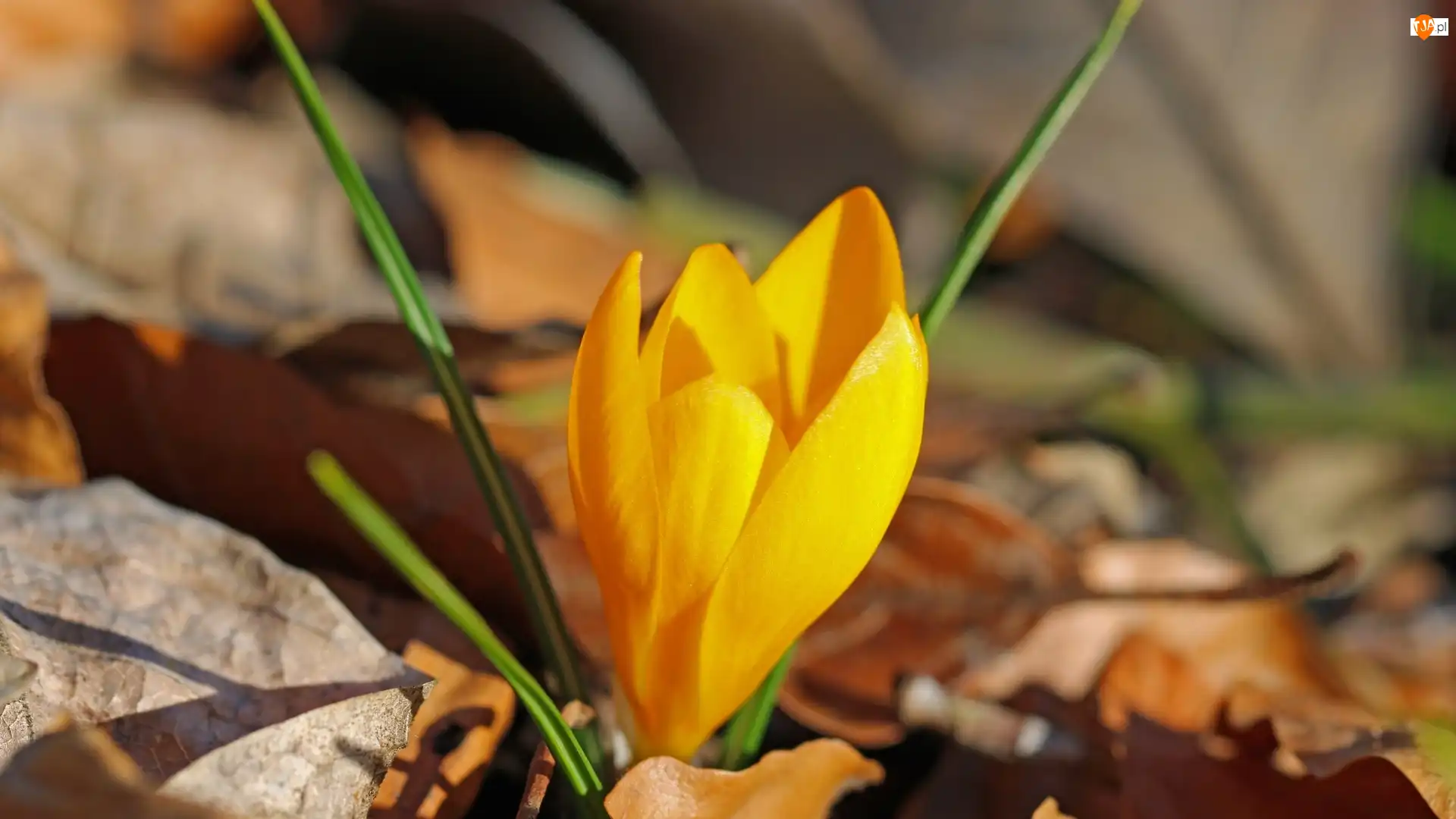 Liście, Kwiat, Żółty, Krokus