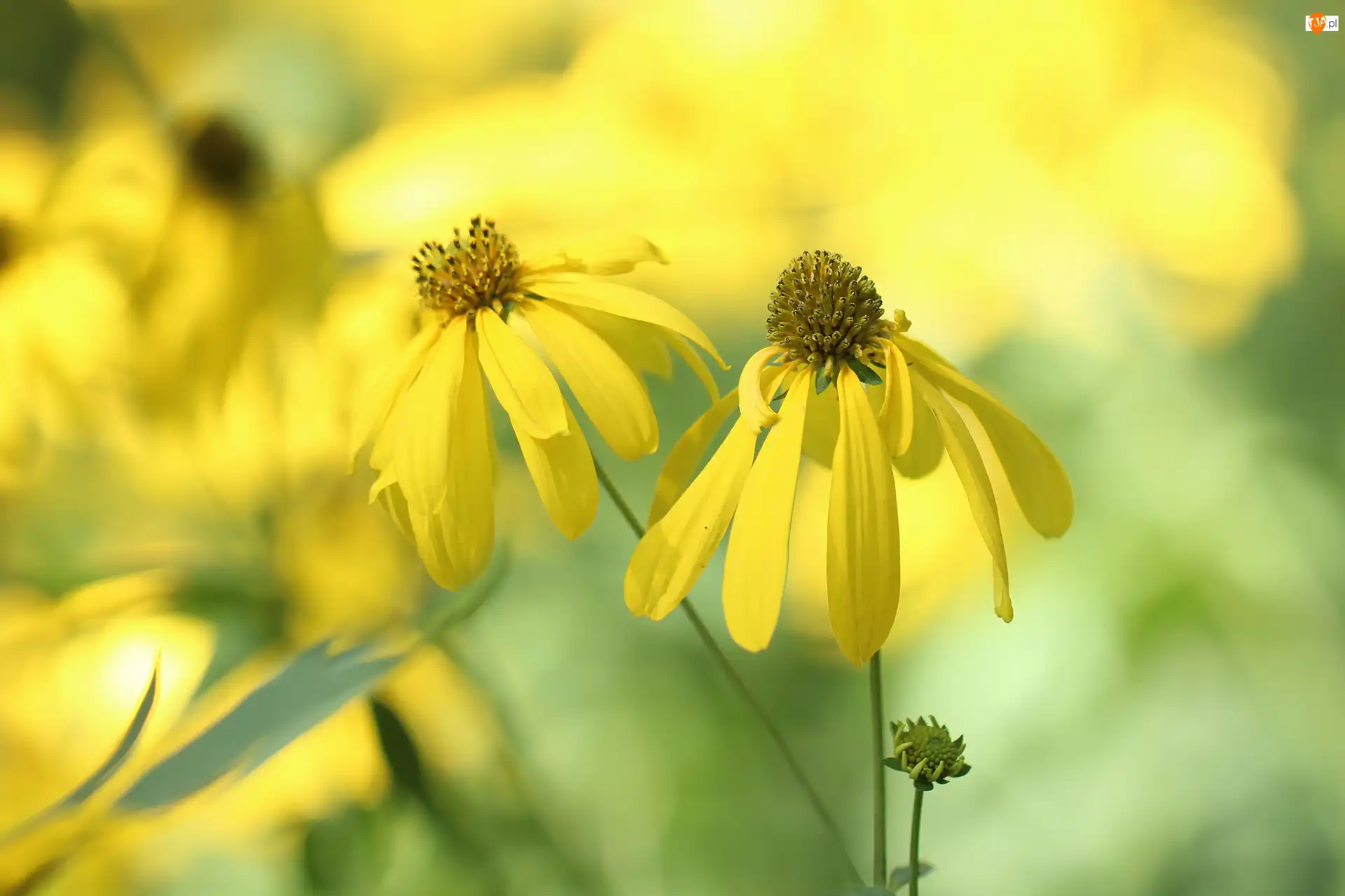 Kwiaty, Rudbekia naga, Dwa, Żółte