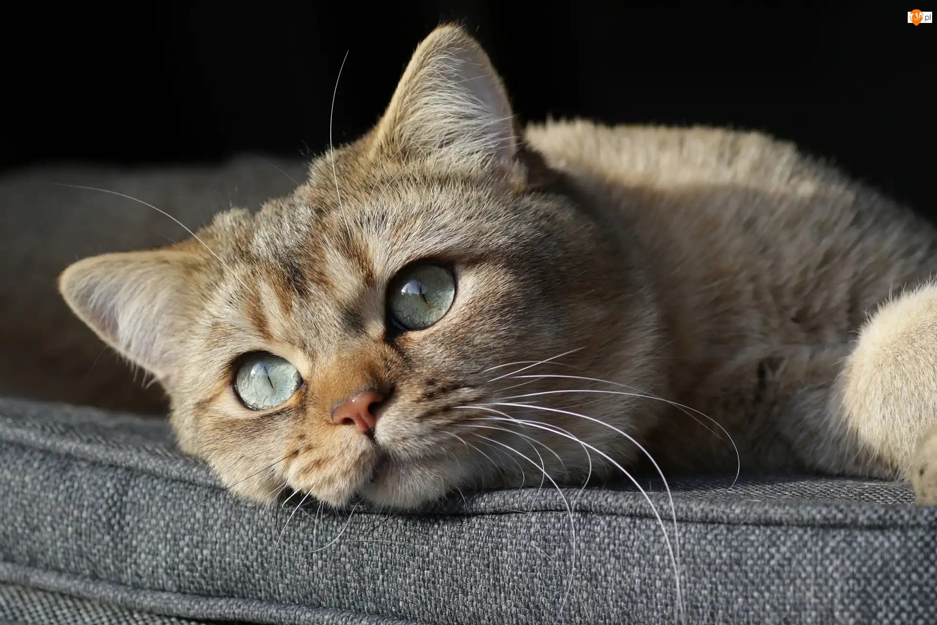 Puszyste, Oczy, Futro, Kot brytyjski krótkowłosy, Wąsy