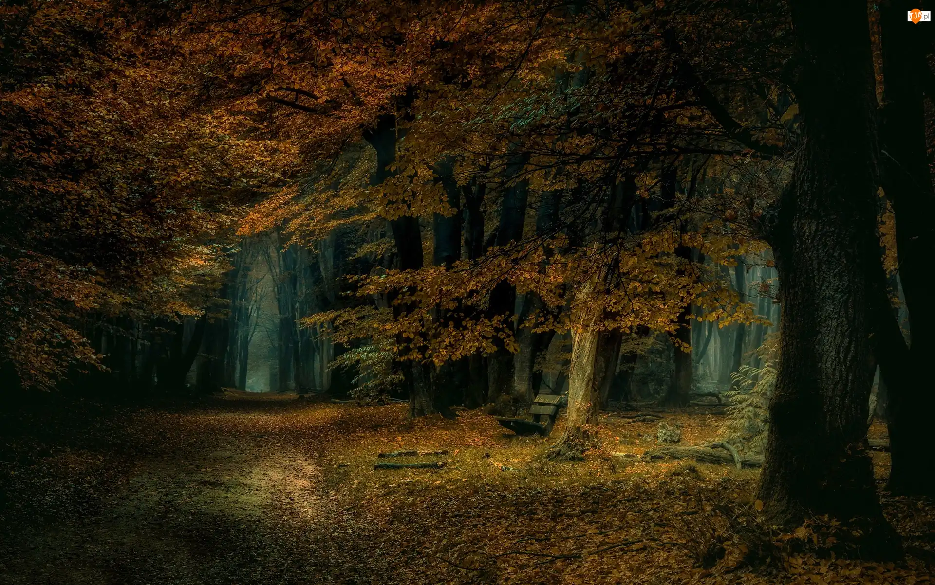 Park, Jesień, Ścieżka, Liście, Drzewa, Ławka