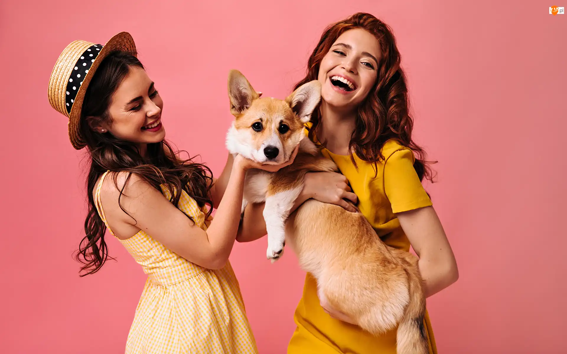 Młode, Kobiety, Welsh corgi pembroke, Dwie, Pies, Kapelusz, Uśmiech
