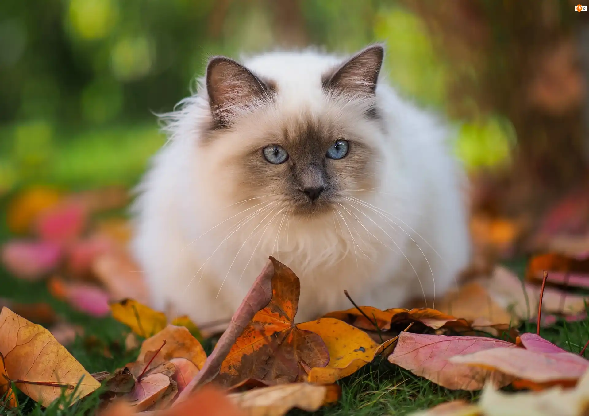 Liście, Puszysty, Biało‑szary, Kot ragdoll