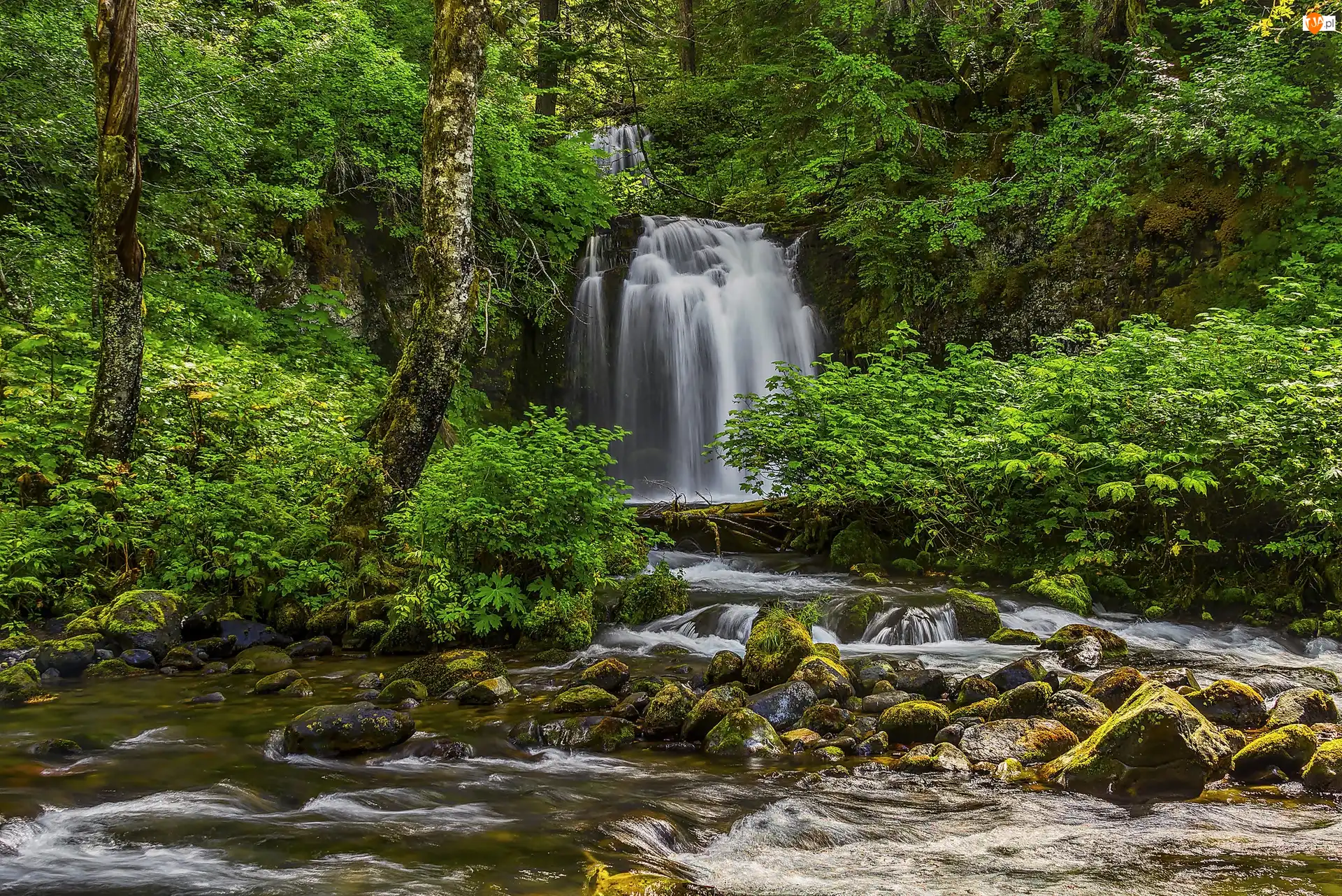 Rzeka, Wodospad, Drzewa, Rośliny, Kamienie, Las