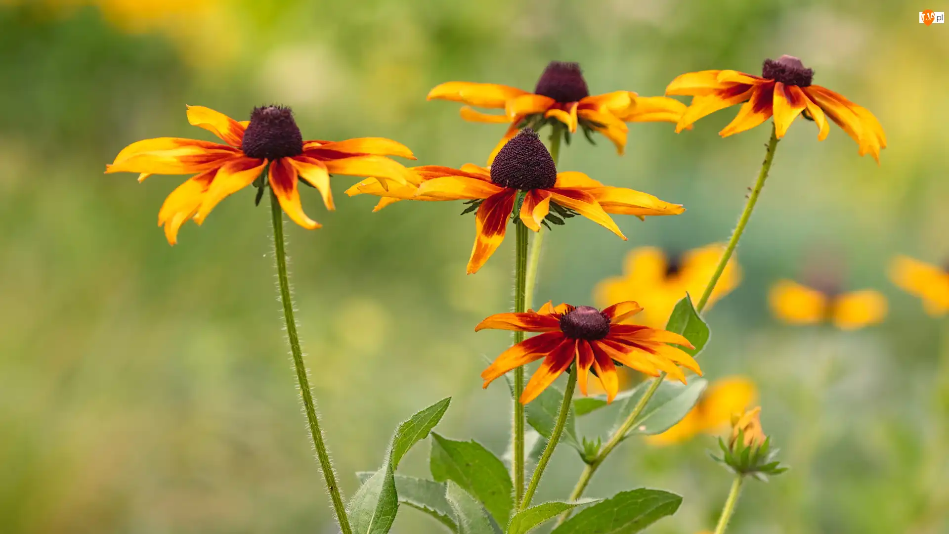 Rudbekie, Żółto-brązowe, Kwiaty