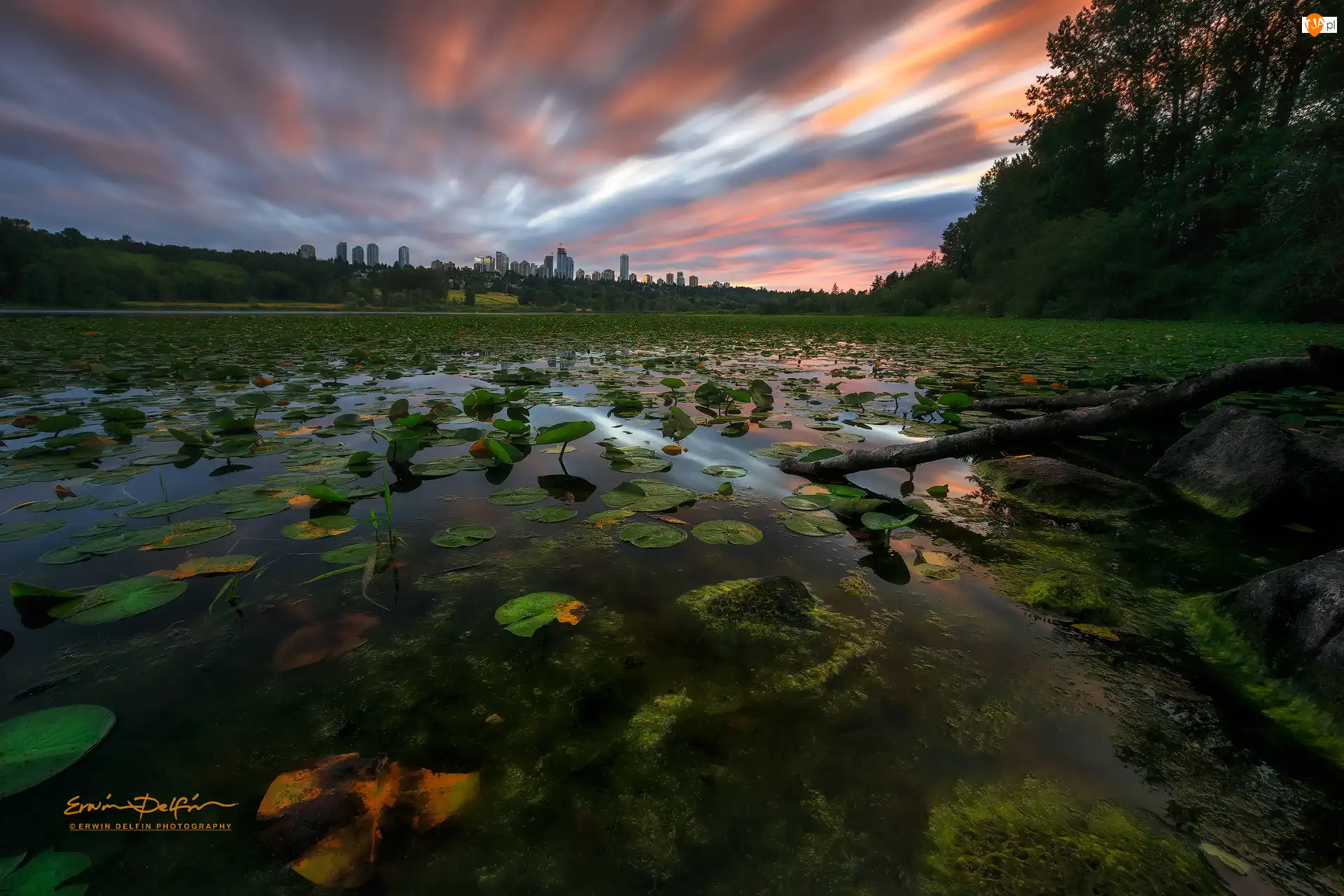 Kanada, Chmury, Deer Lake Park, Domy, Staw, Zachód słońca, Lilie wodne, Liście, Drzewa, Vancouver