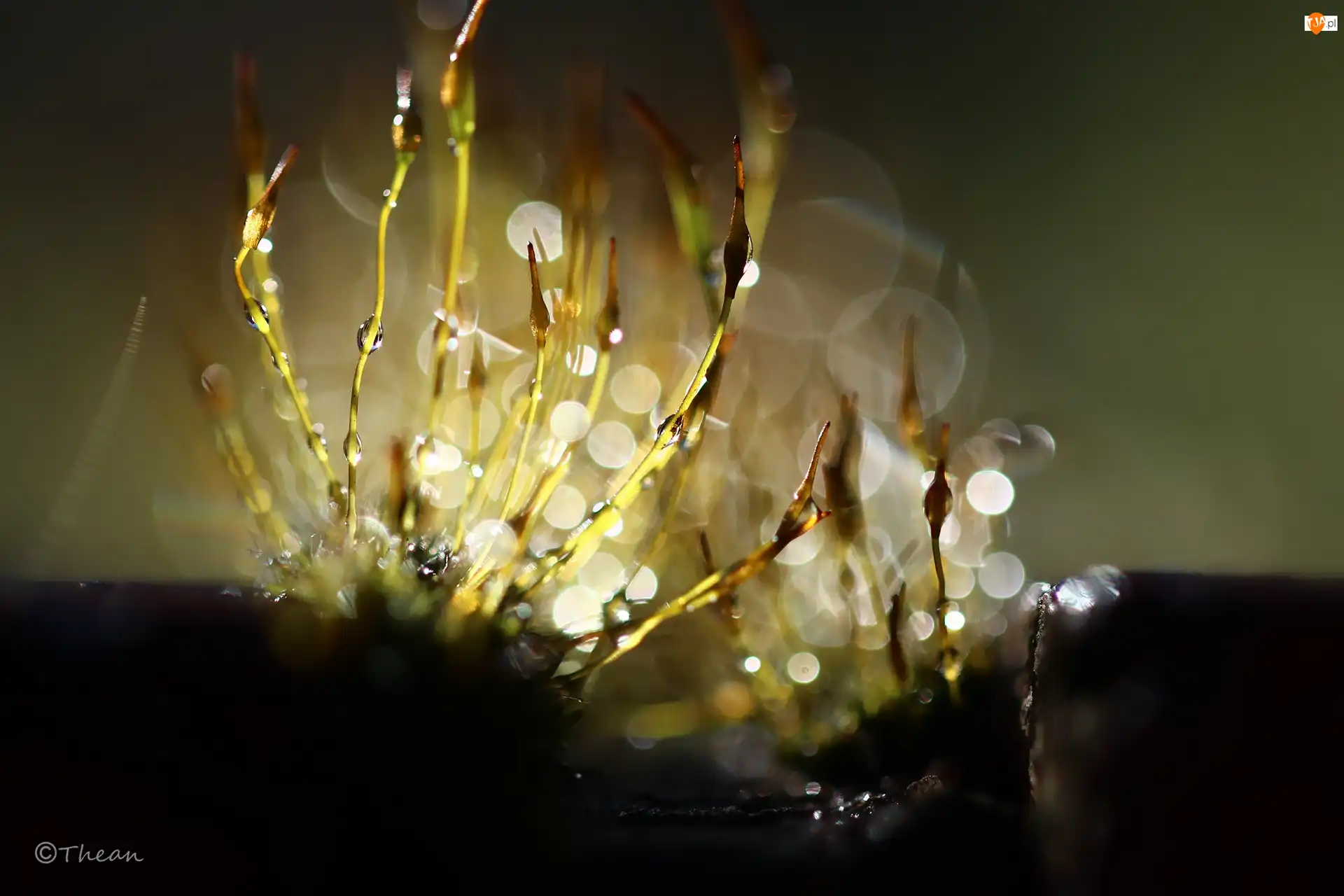 Bokeh, Mchy, Porosty, Źdźbła