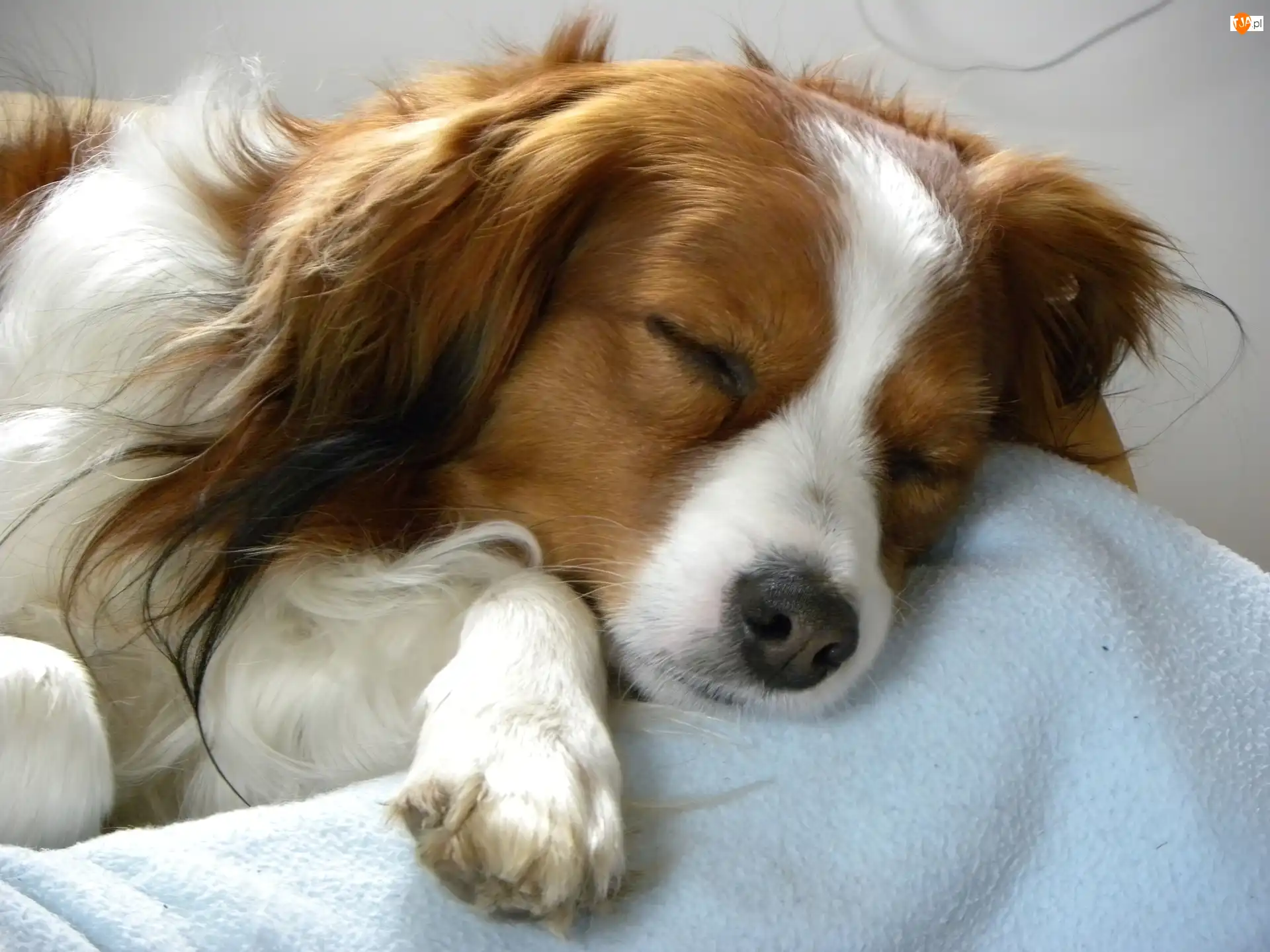 Kooikerhondje, śpiący, Płochacz holenderski