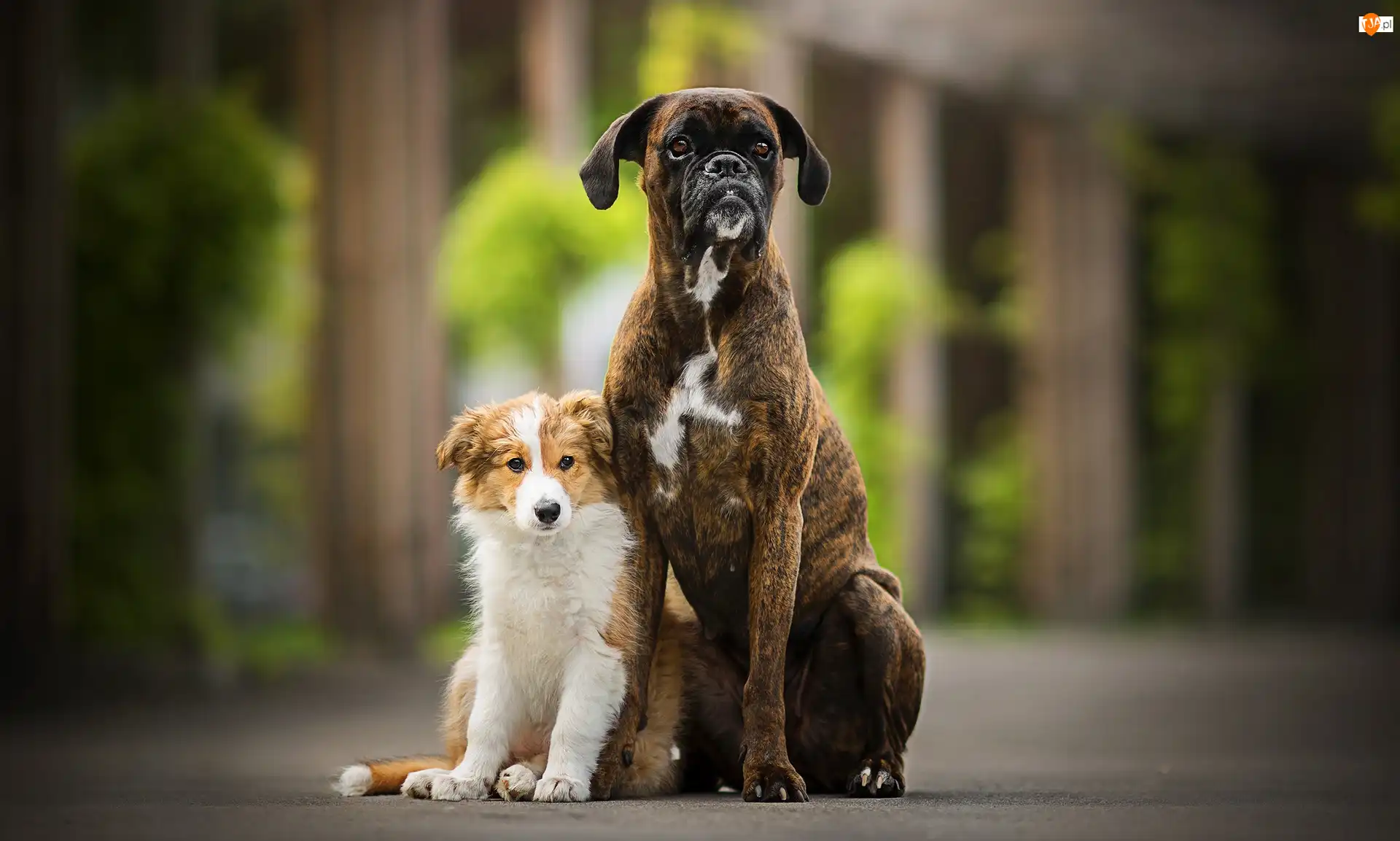 Bokser, Psy, Border collie, Szczeniak