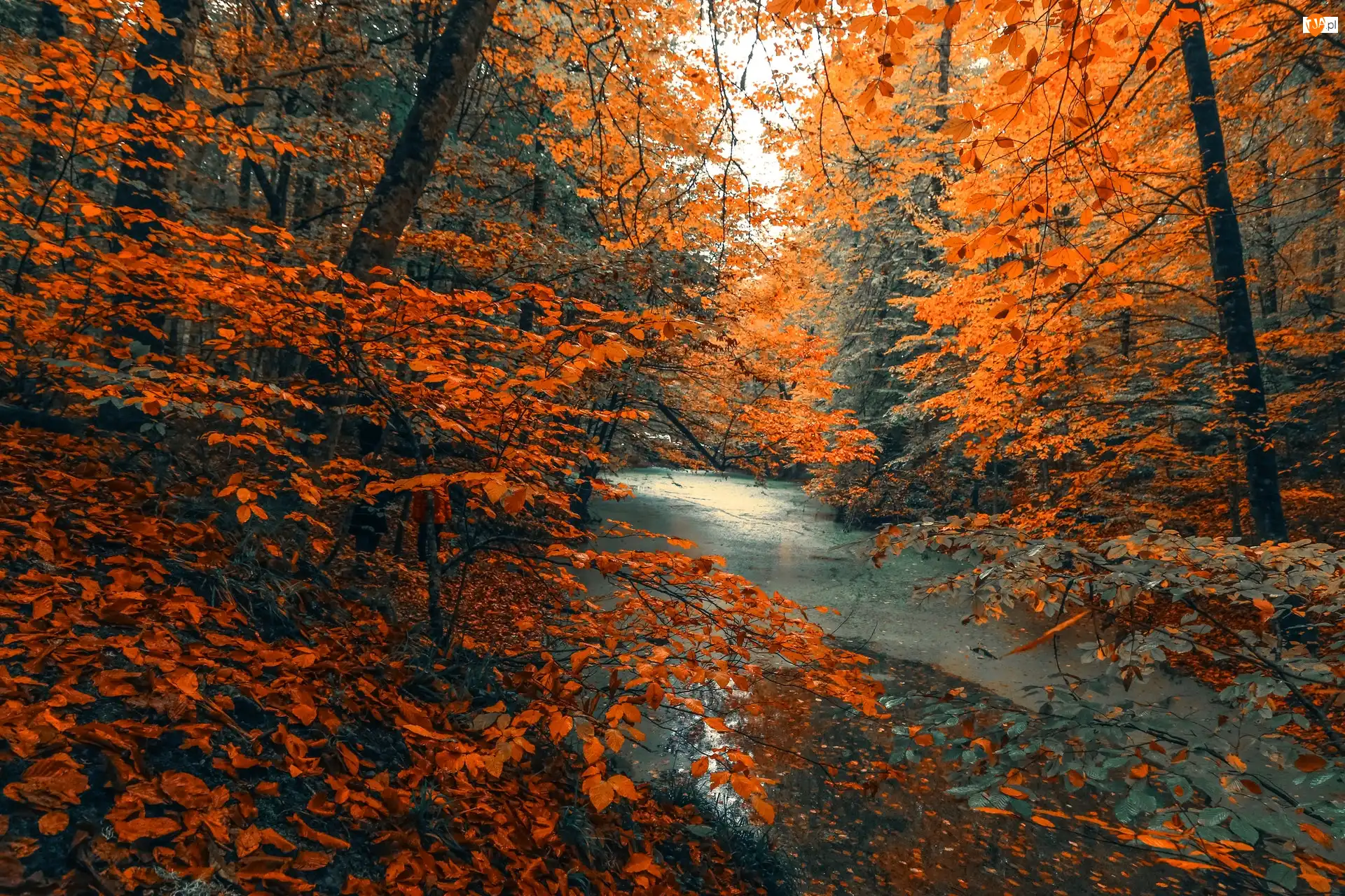 Kolorowe, Jesień, Drzewa, Rzeka, Liście, Las