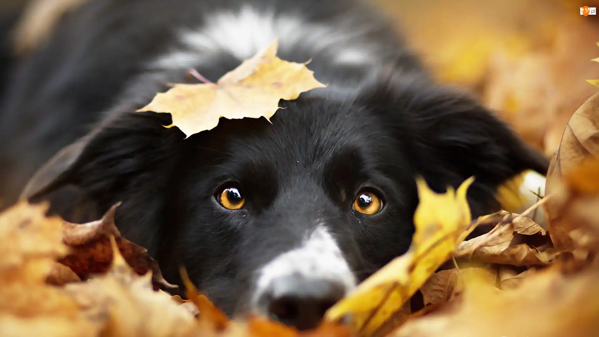 Liście, Border collie, Głowa