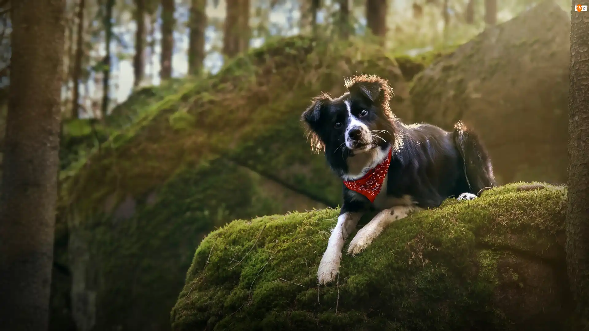 Chustka, Skała, Border collie, Pies, Omszała