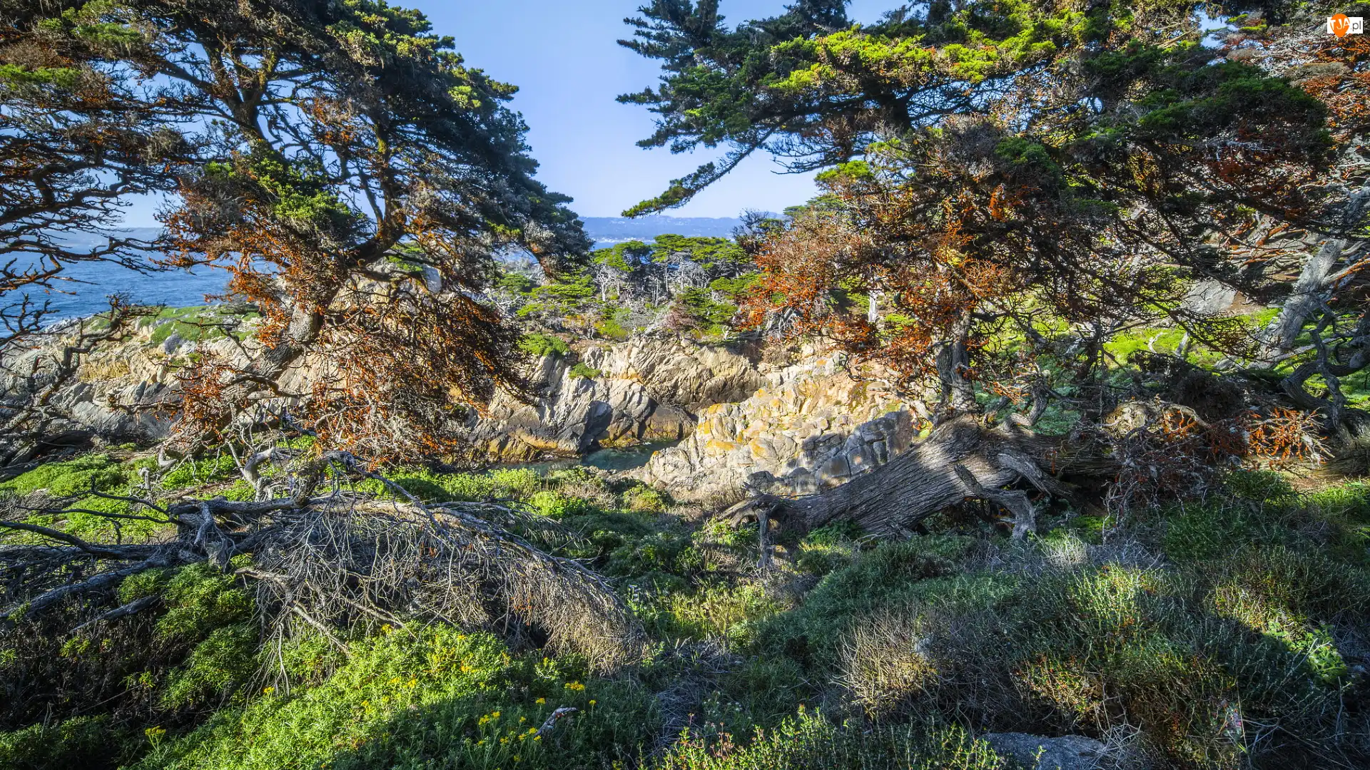 Stany Zjednoczone, Skały, Kalifornia, Rezerwat przyrody, Point Lobos, Drzewa, Cyprysy wielkoszyszkowe, Morze, Rośliny