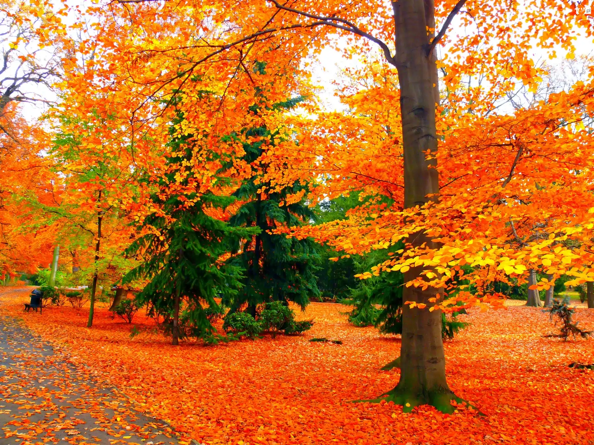 Alejka, Jesień, Park