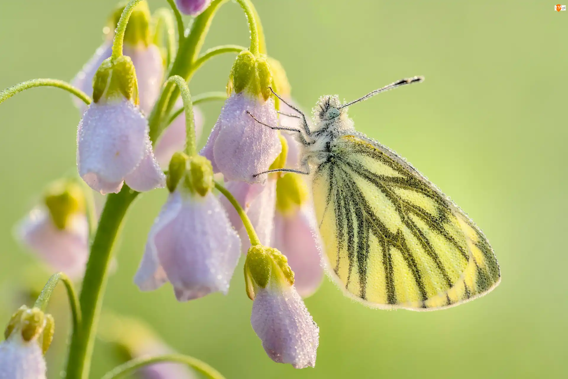 Bielinek bytomkowiec, Motyl, Gałązka, Kwiaty, Zbliżenie, Liliowe