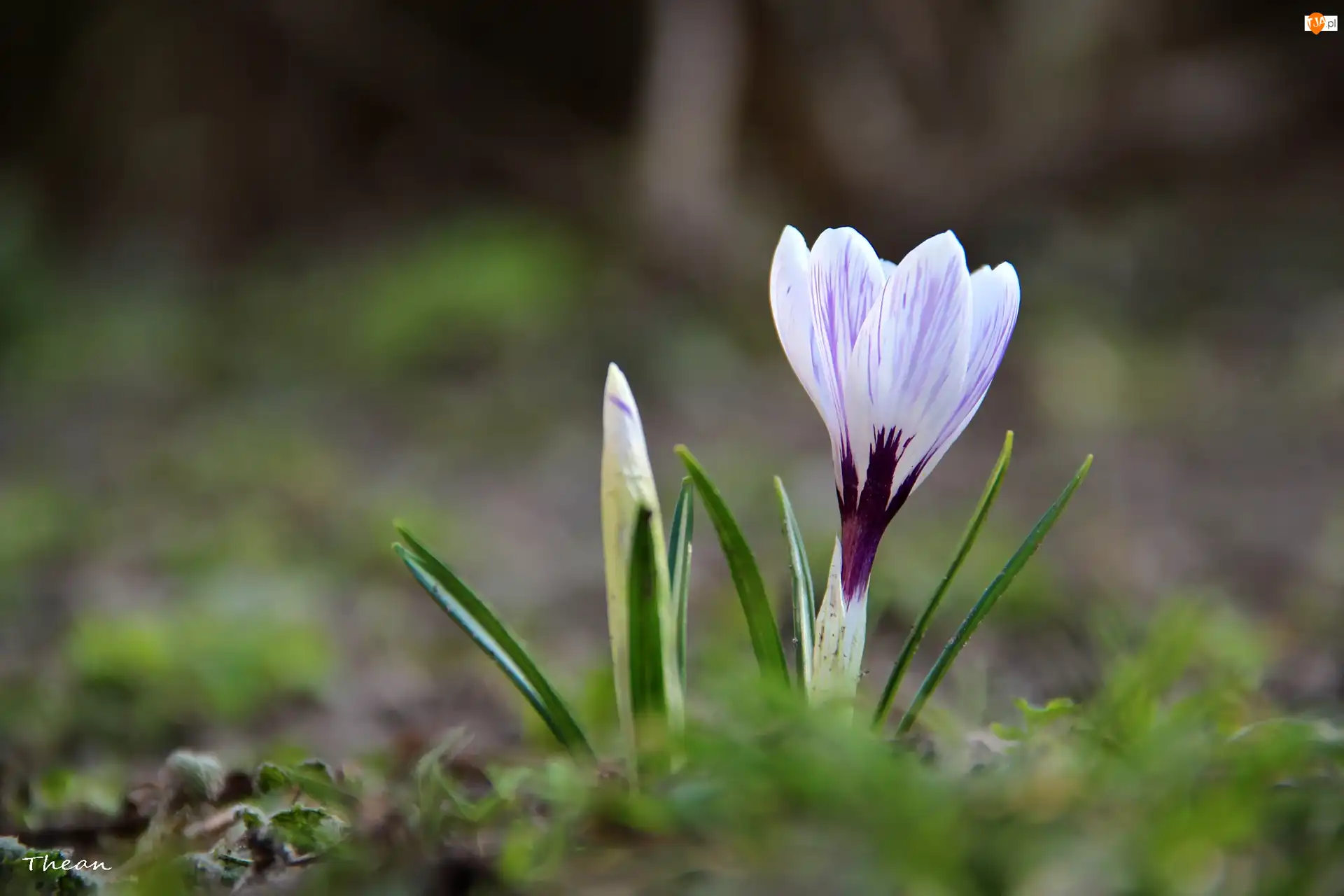 Wiosna, Białoliliowy, Krokus