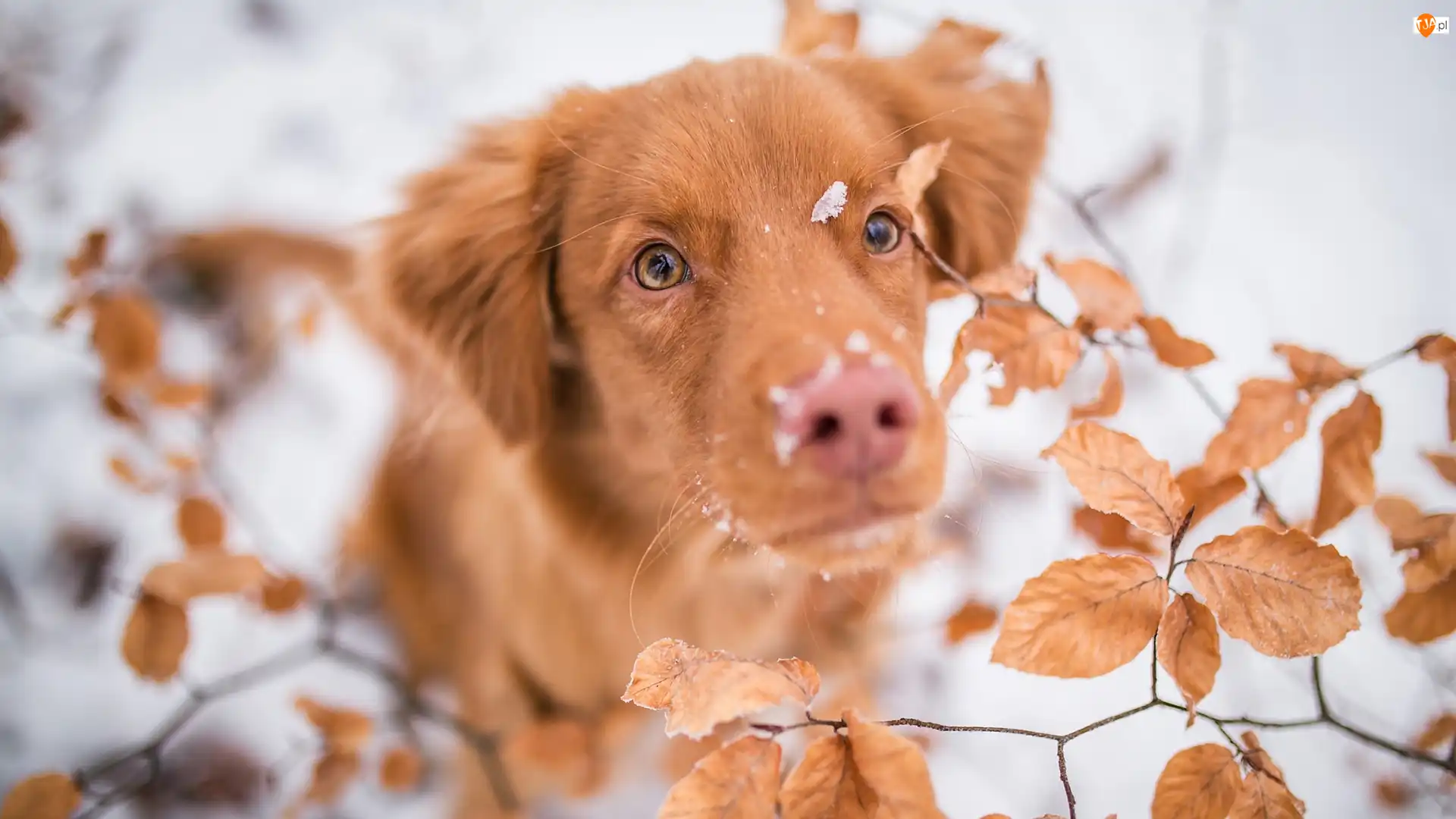 Mordka, Śnieg, Retriever z Nowej Szkocji, Pies, Liście