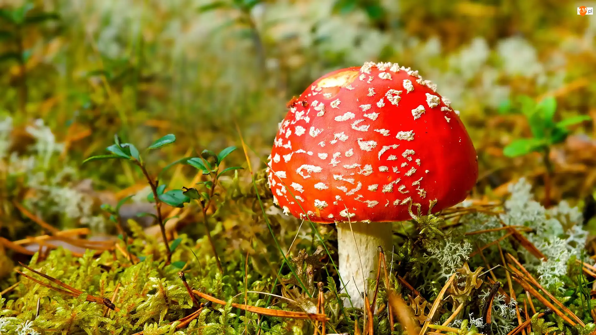 Ściółka, Czerwony, Grzyb, Muchomor
