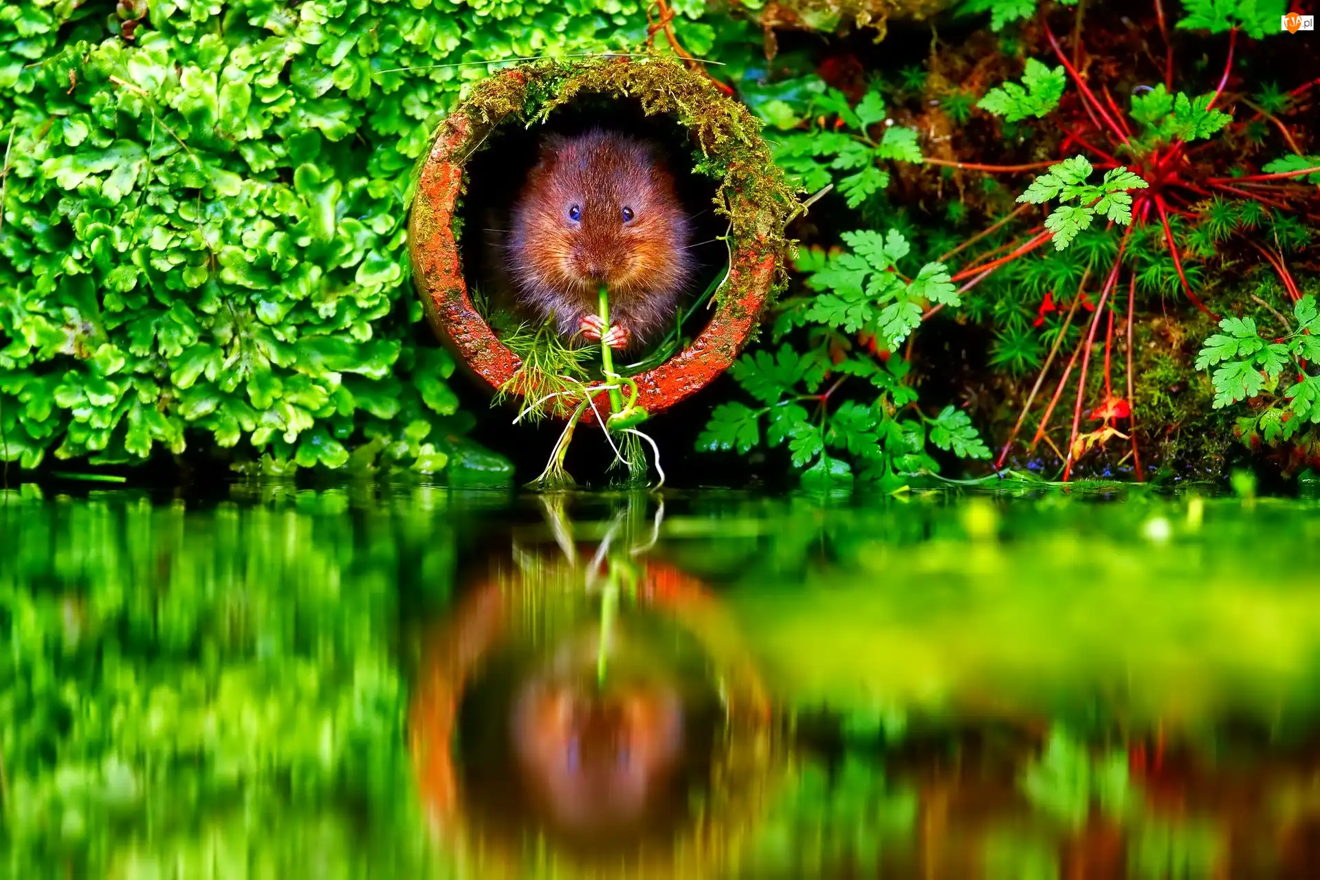 Odbicie, Bóbr, Woda, Rura, Mały