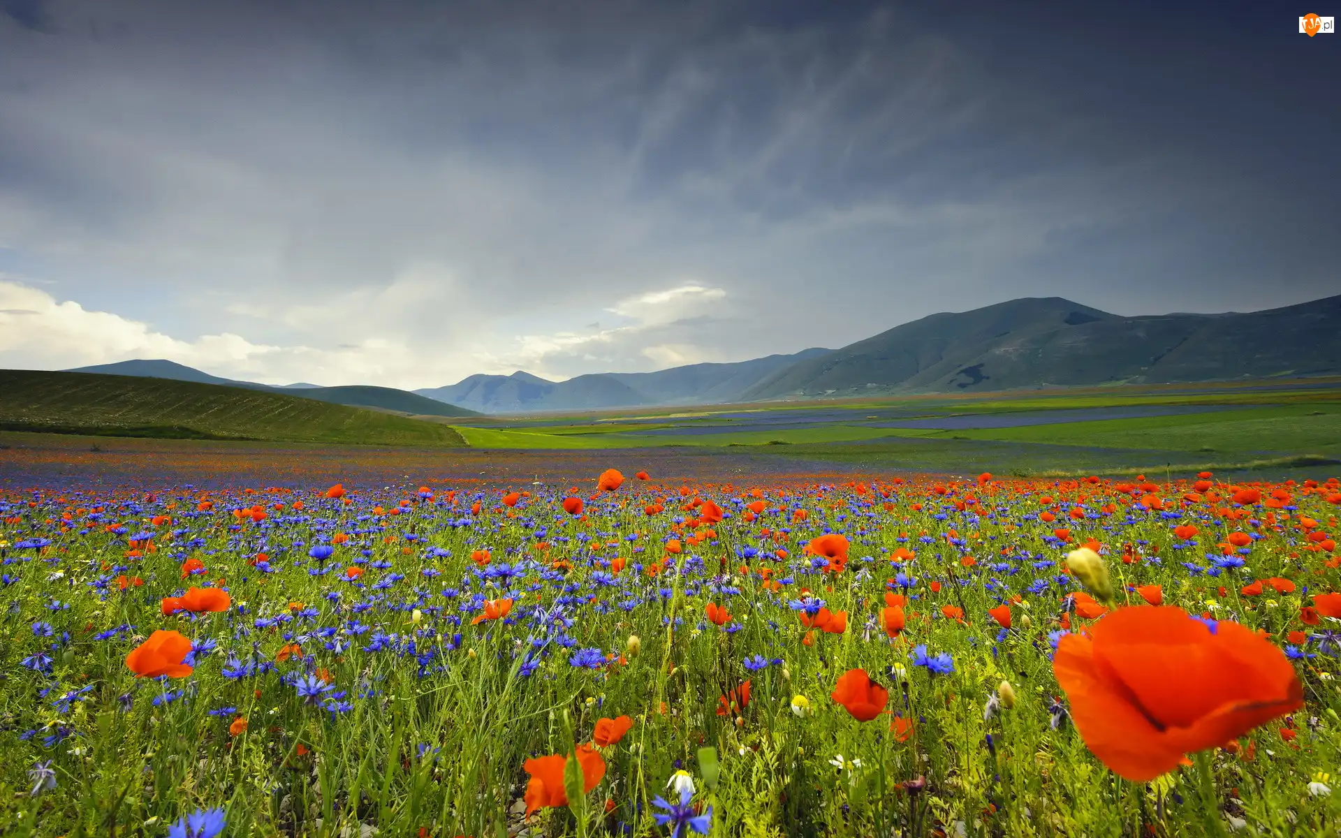 Chabry, Umbria, Maki, Łąka, Kwiaty, Góry Apeniny, Płaskowyż Piano Grande, Włochy, Lato
