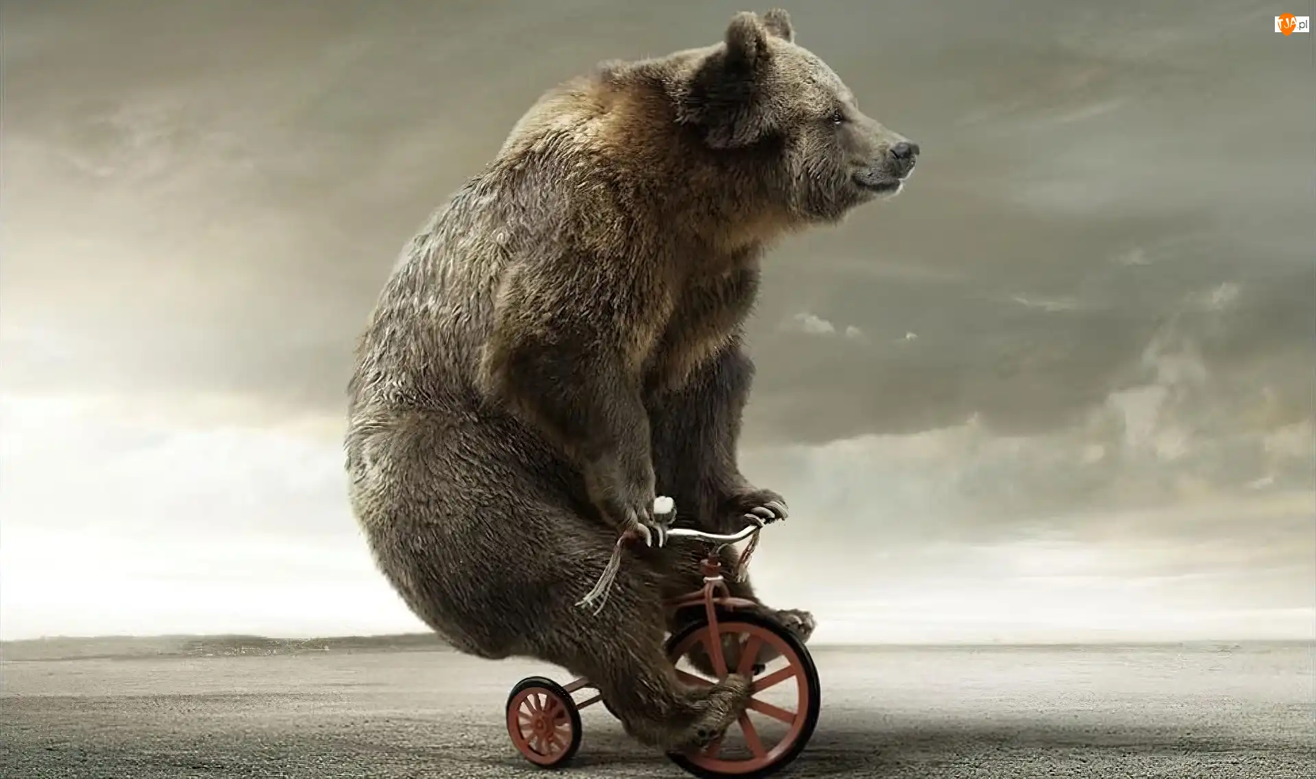 Rowerku, Miś, Na