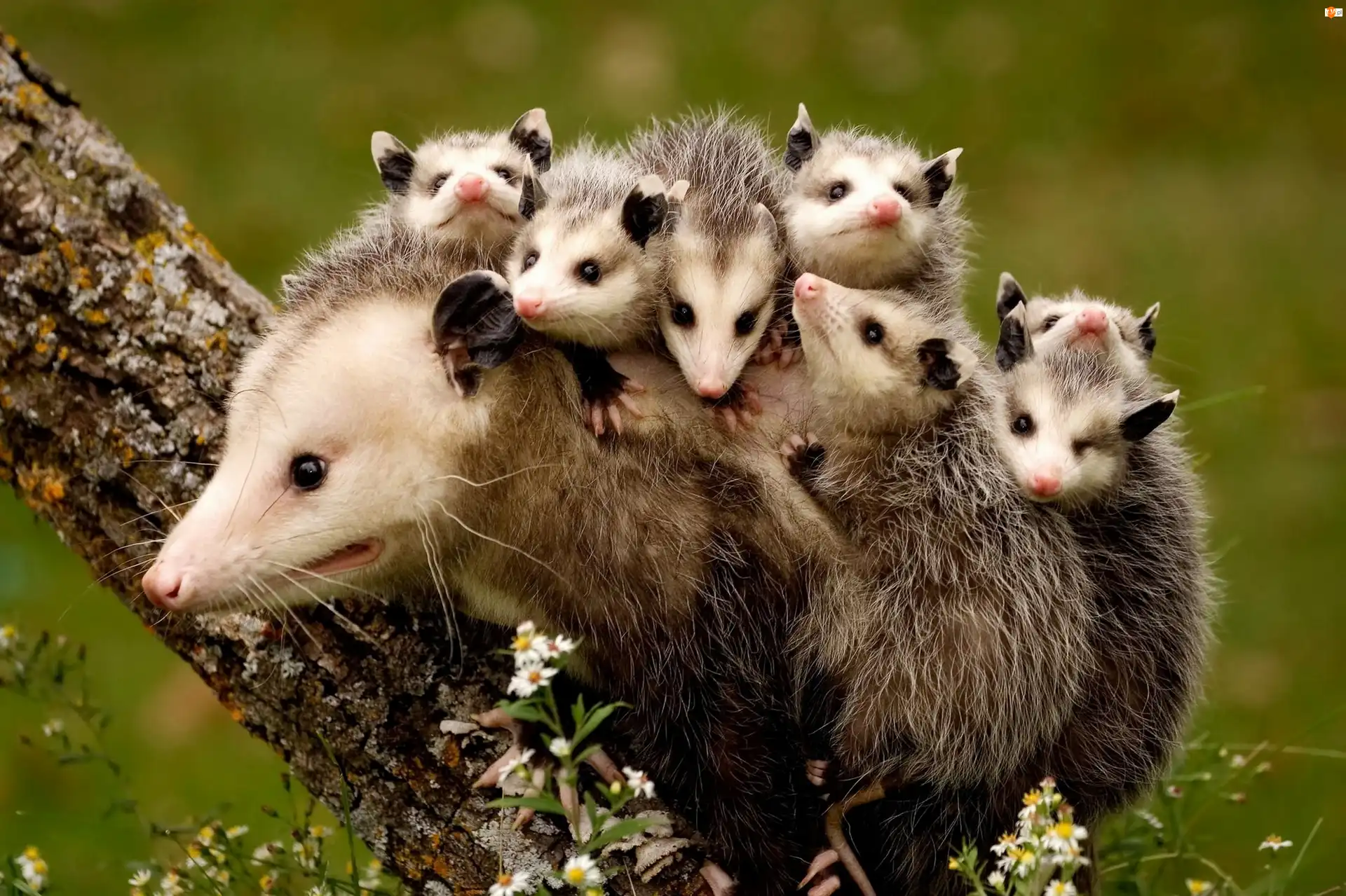 Małe, Mama, Opos