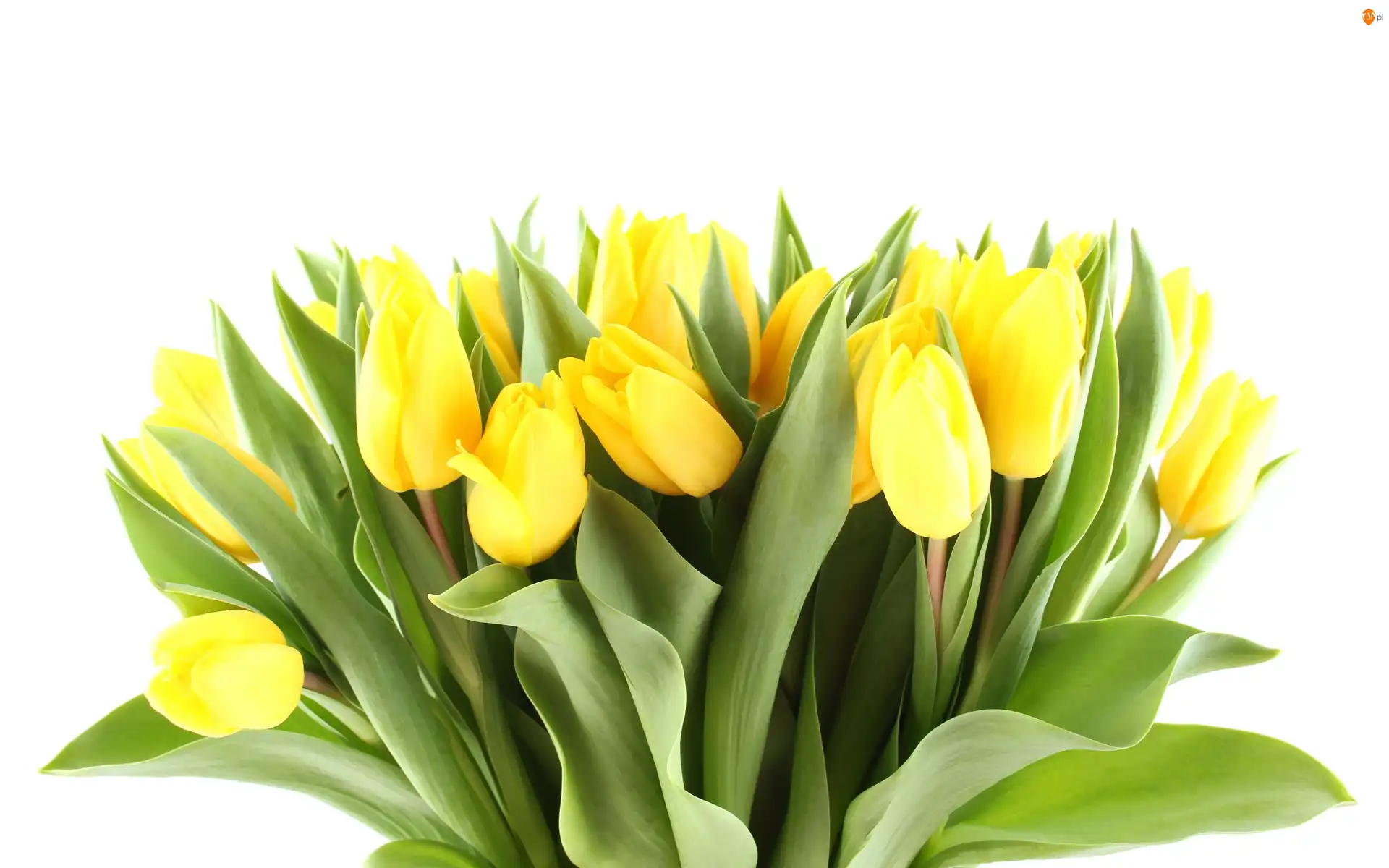 Tulipany, Żółte