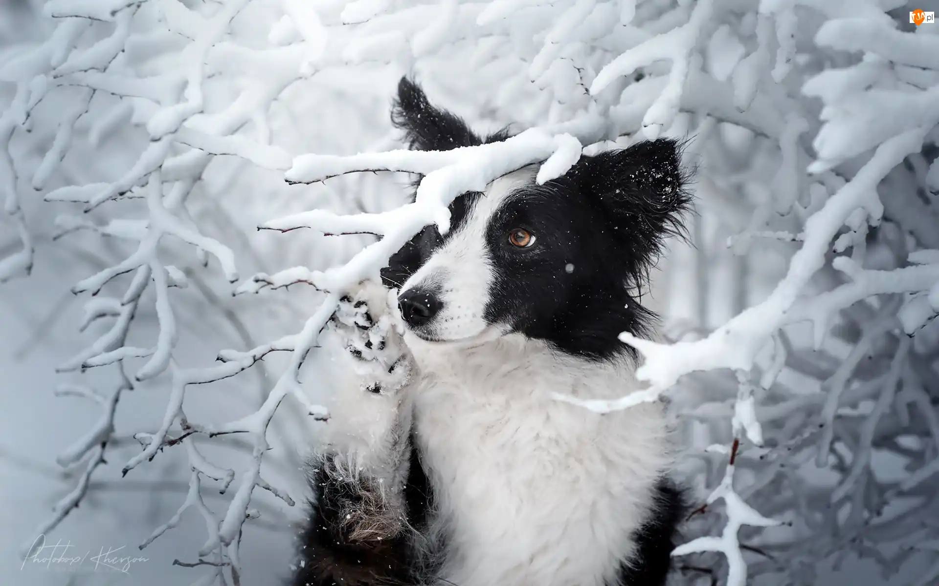 Ośnieżone, Zima, Border collie, Pies, Drzewa